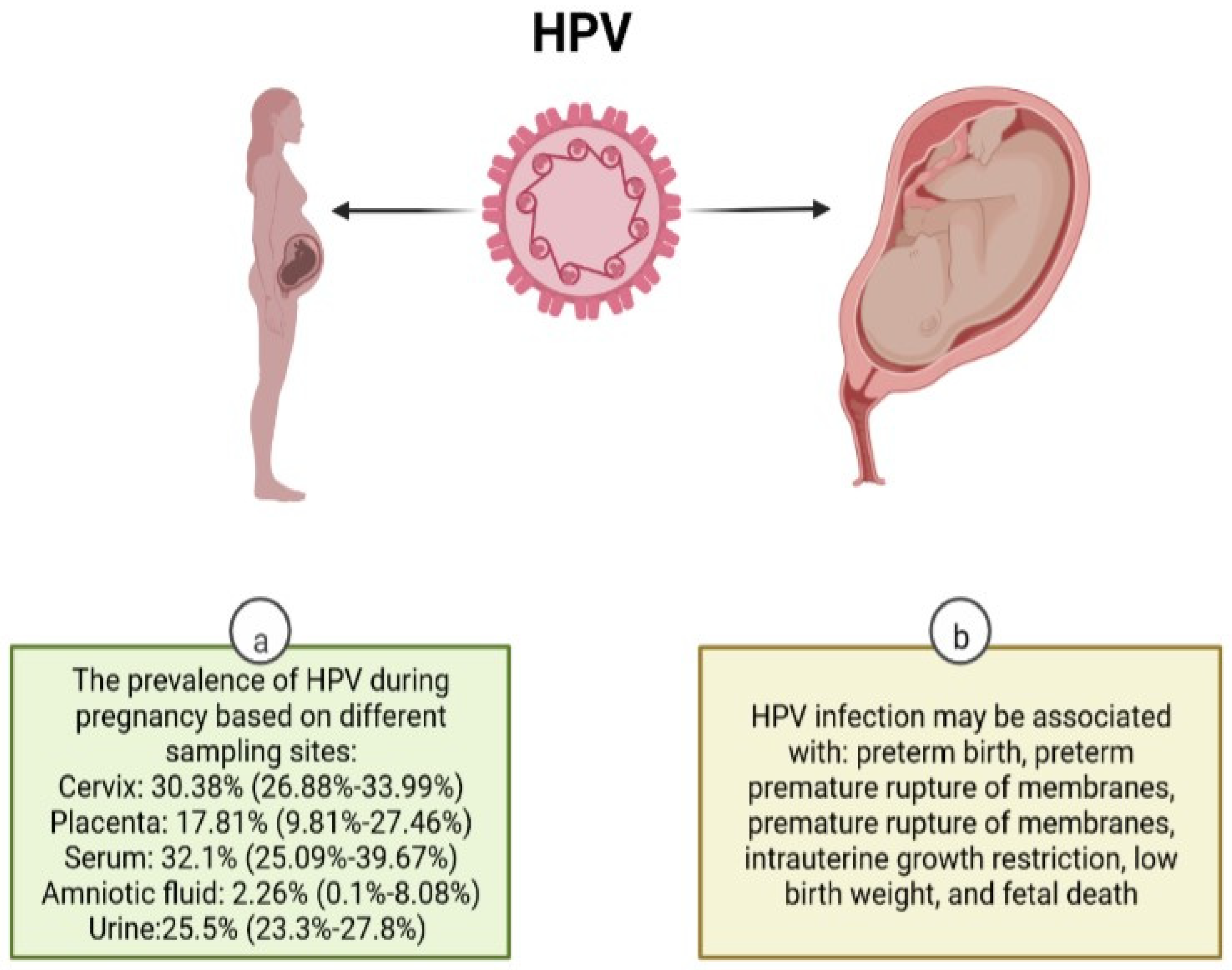 Microorganisms | Free Full-Text | Human Papillomavirus Infection during  Pregnancy and Childhood: A Comprehensive Review