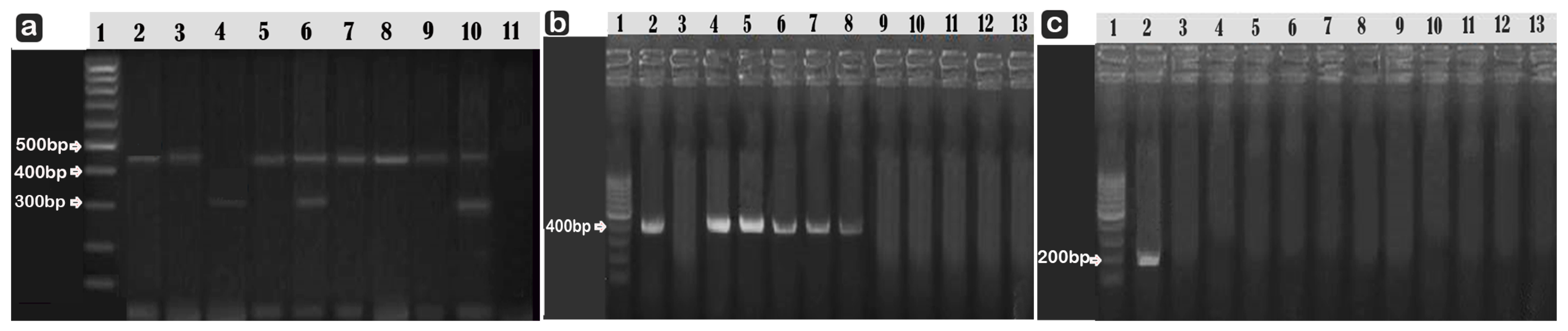Microorganisms 10 01975 g002 Microorganisms 10 01975 g002