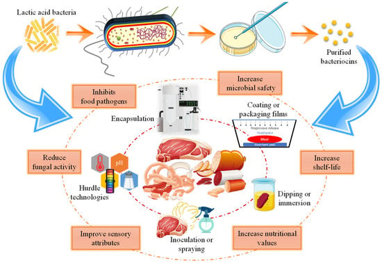 Microorganisms | Free Full-Text | Lactic Acid Bacteria And Bacteriocins ...