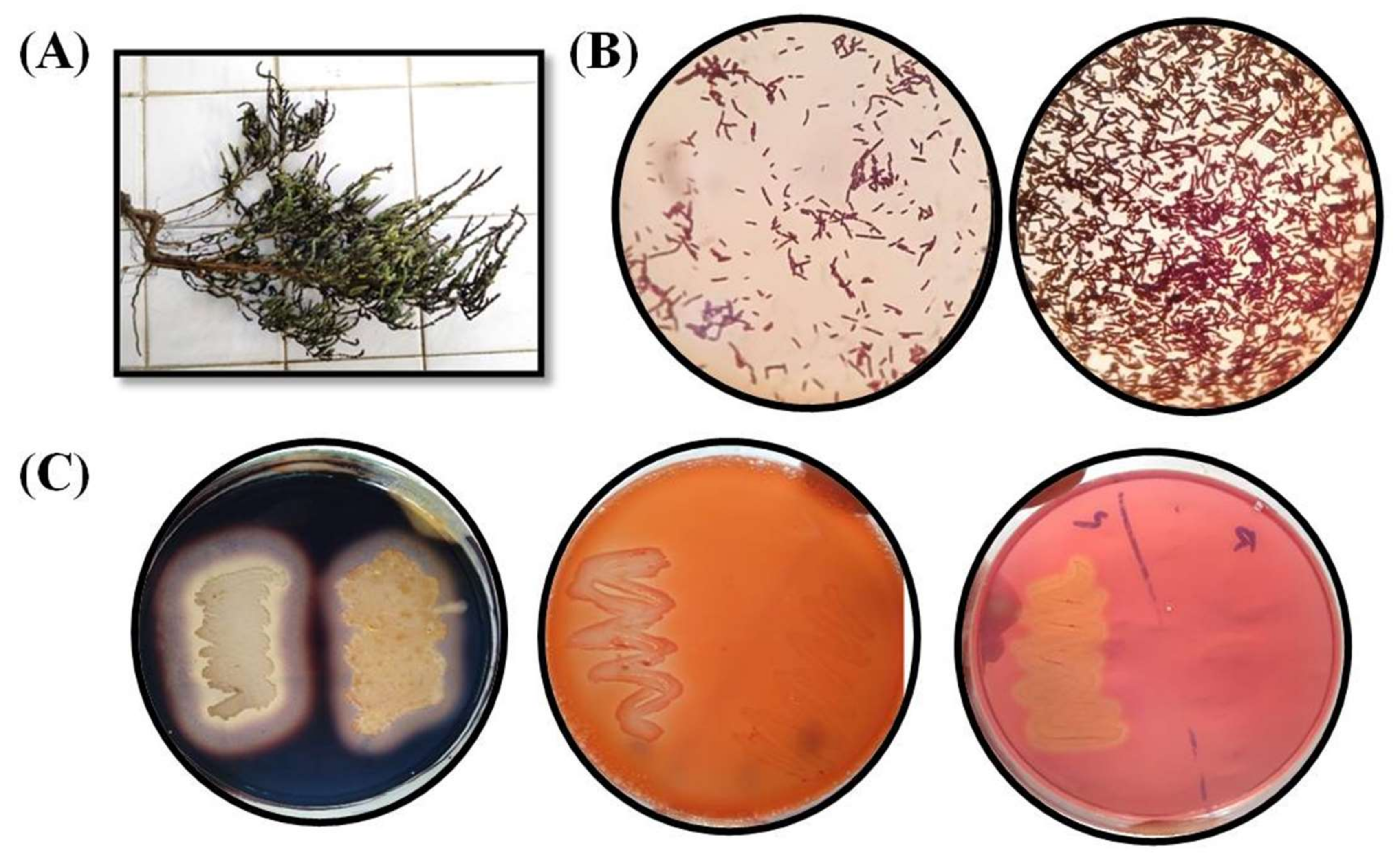 Microorganisms | Free Full-Text | Enzyme Profiling and Identification of  Endophytic and Rhizospheric Bacteria Isolated from Arthrocnemum  macrostachyum