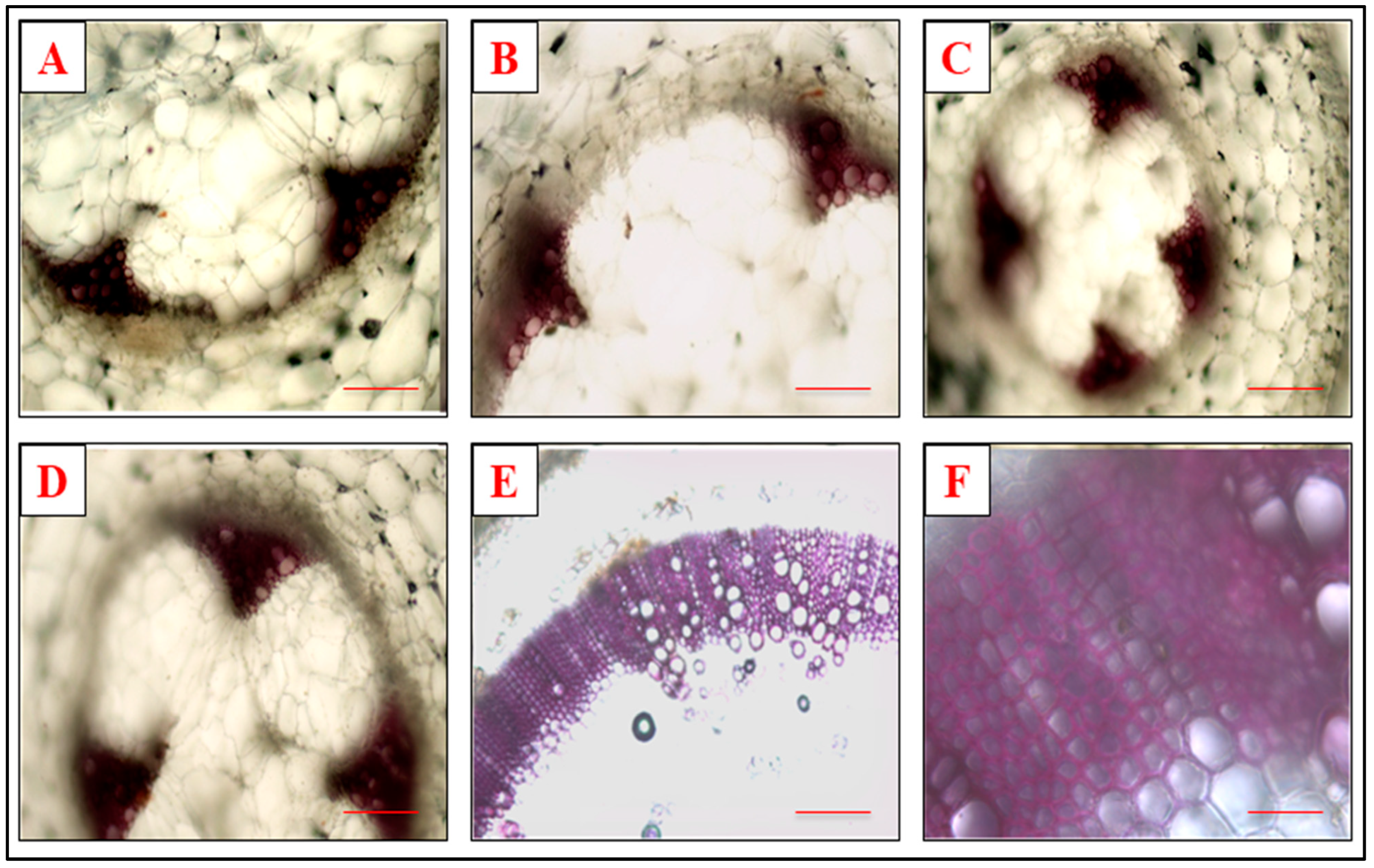 Microorganisms 10 02160 g007