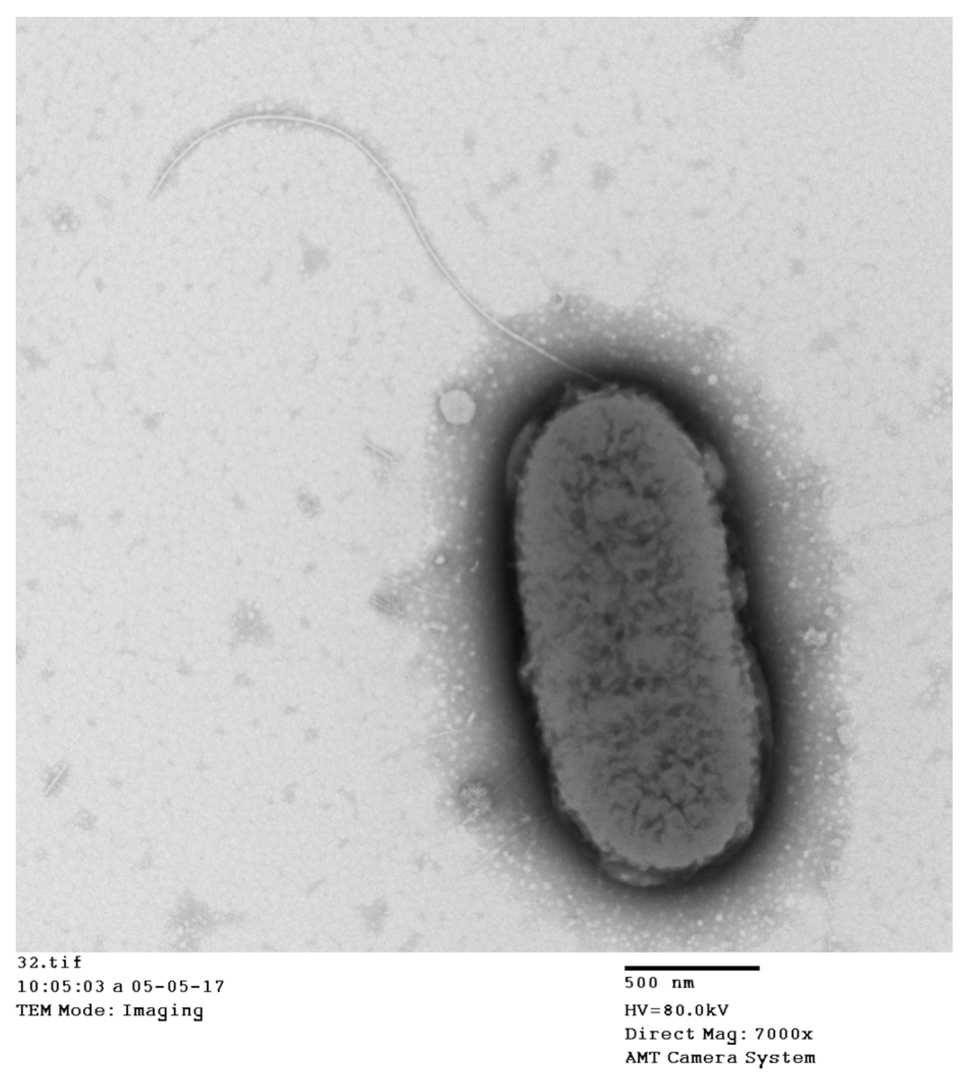 Microorganisms | Free Full-Text | Pathogenicity of Aeromonas veronii ...