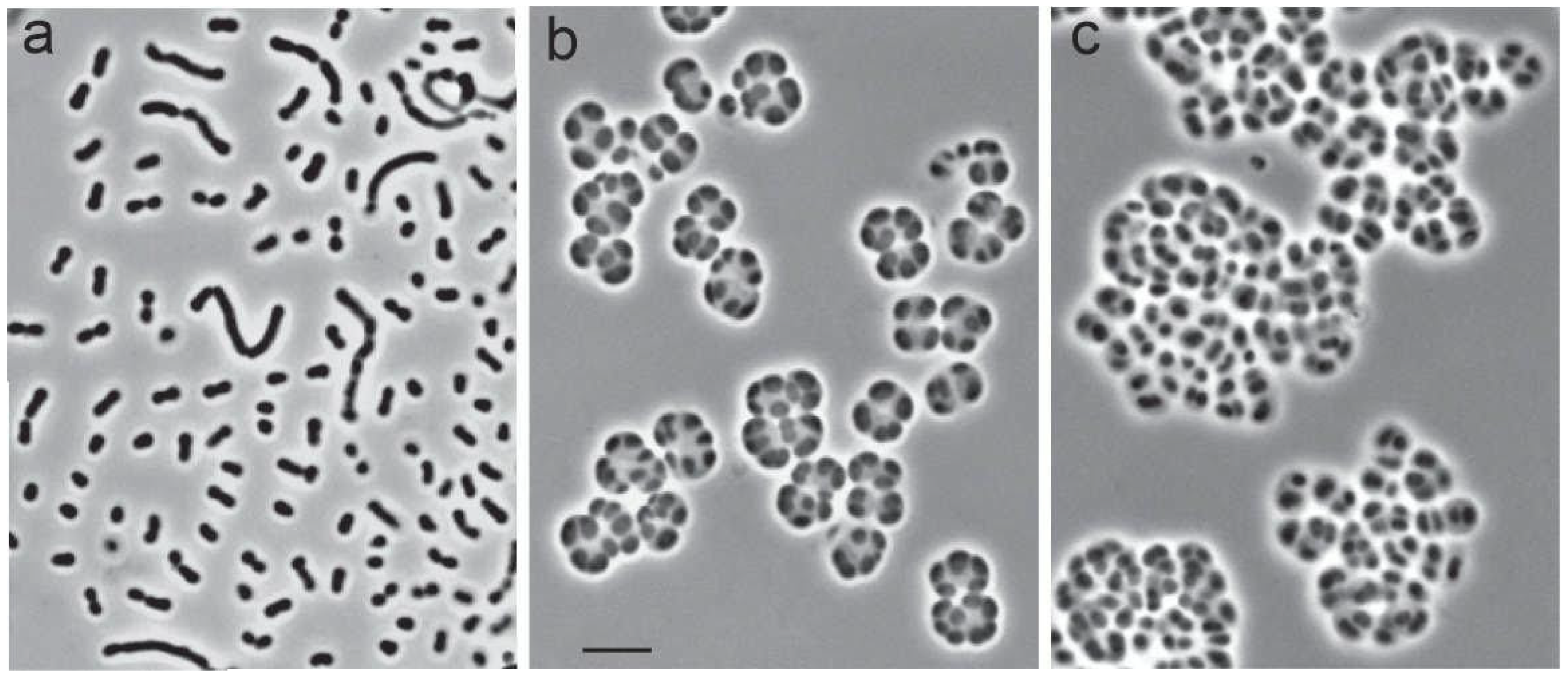 Microorganisms 10 02253 g002 Microorganisms 10 02253 g002
