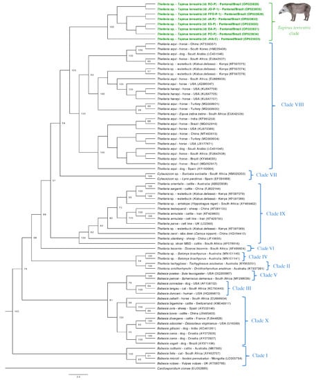 Phylogenetic tree constructed using EMA1 amino acid sequences generated