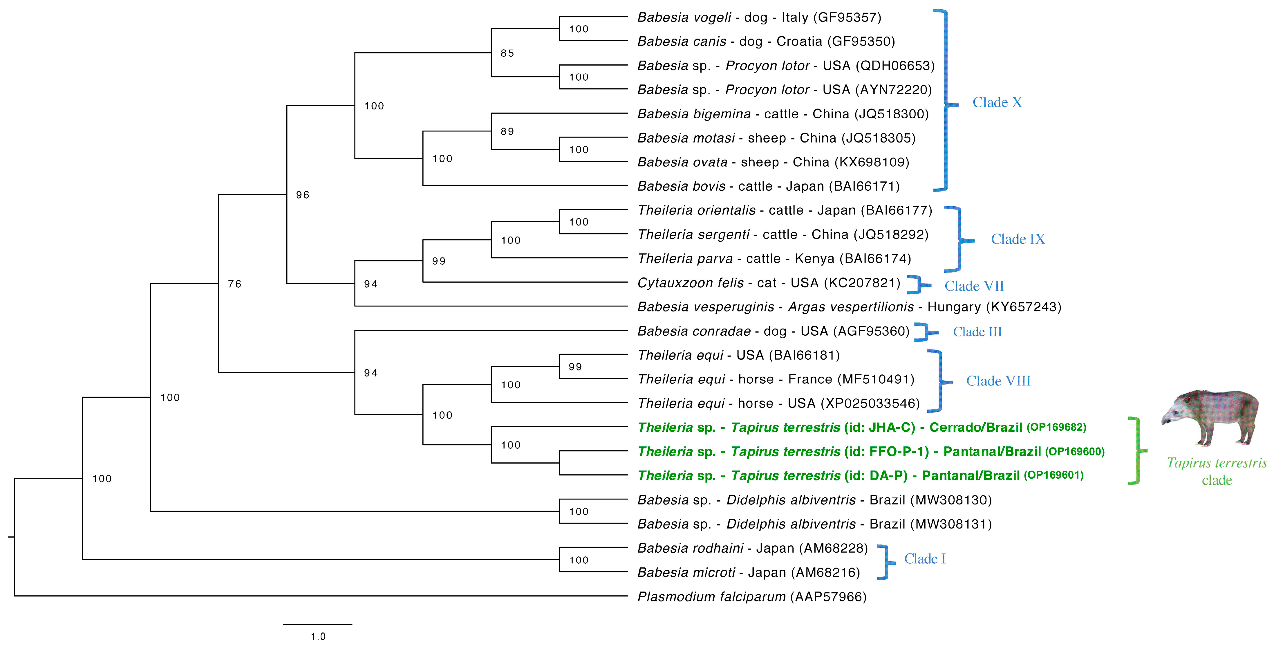 Phylogenetic tree constructed using EMA1 amino acid sequences generated