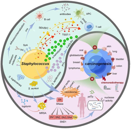 Investigating biomarkers of Staphylococcus aureus bacteremia in patients -  School of Pharmacy