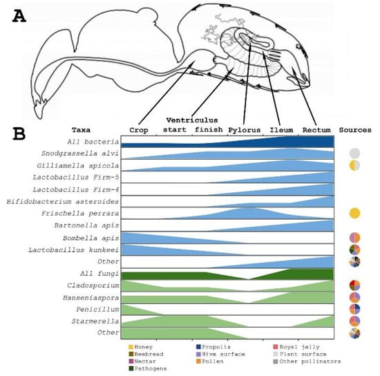 Micro”bee”ota: Honey Bee Normal Microbiota As A Part Of Superorganism