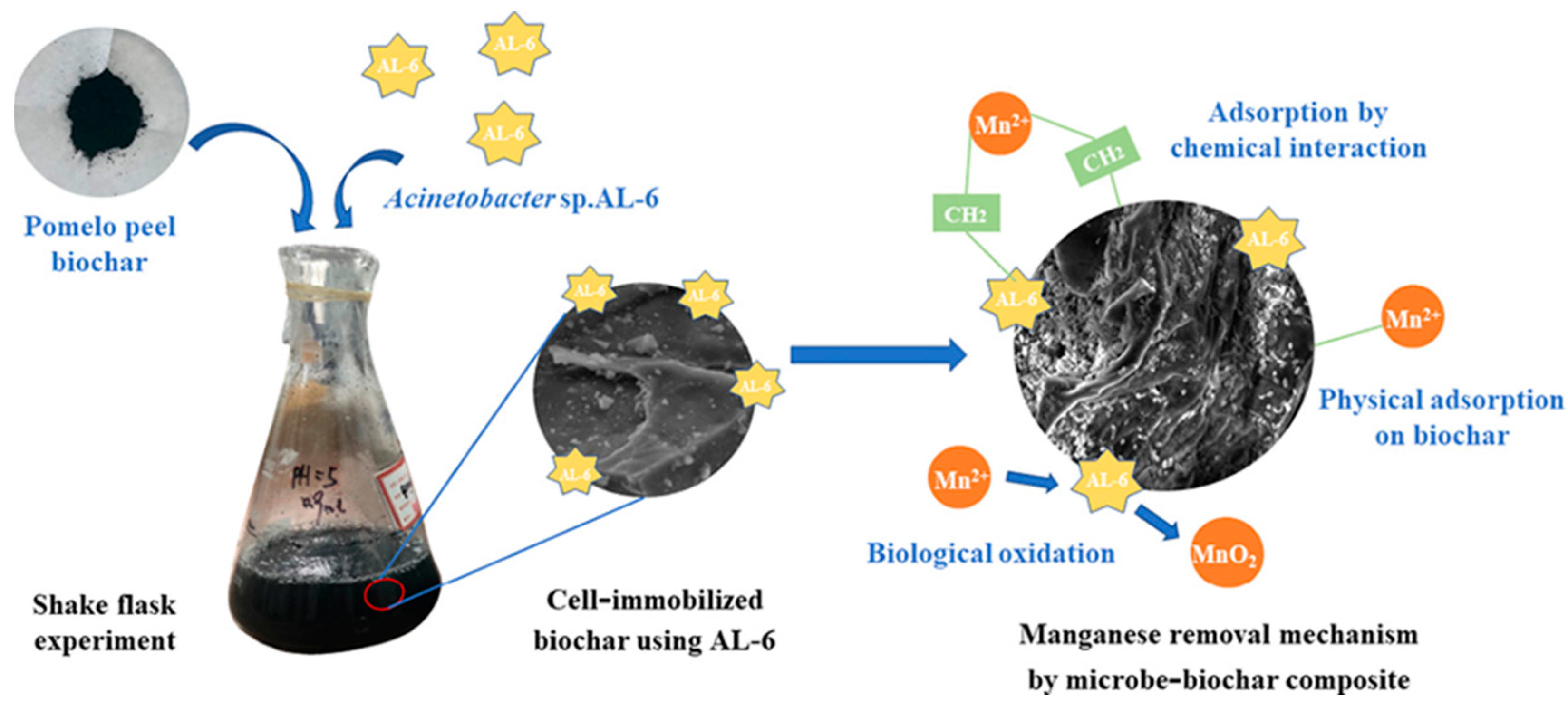 Microorganisms 10 02411 g003