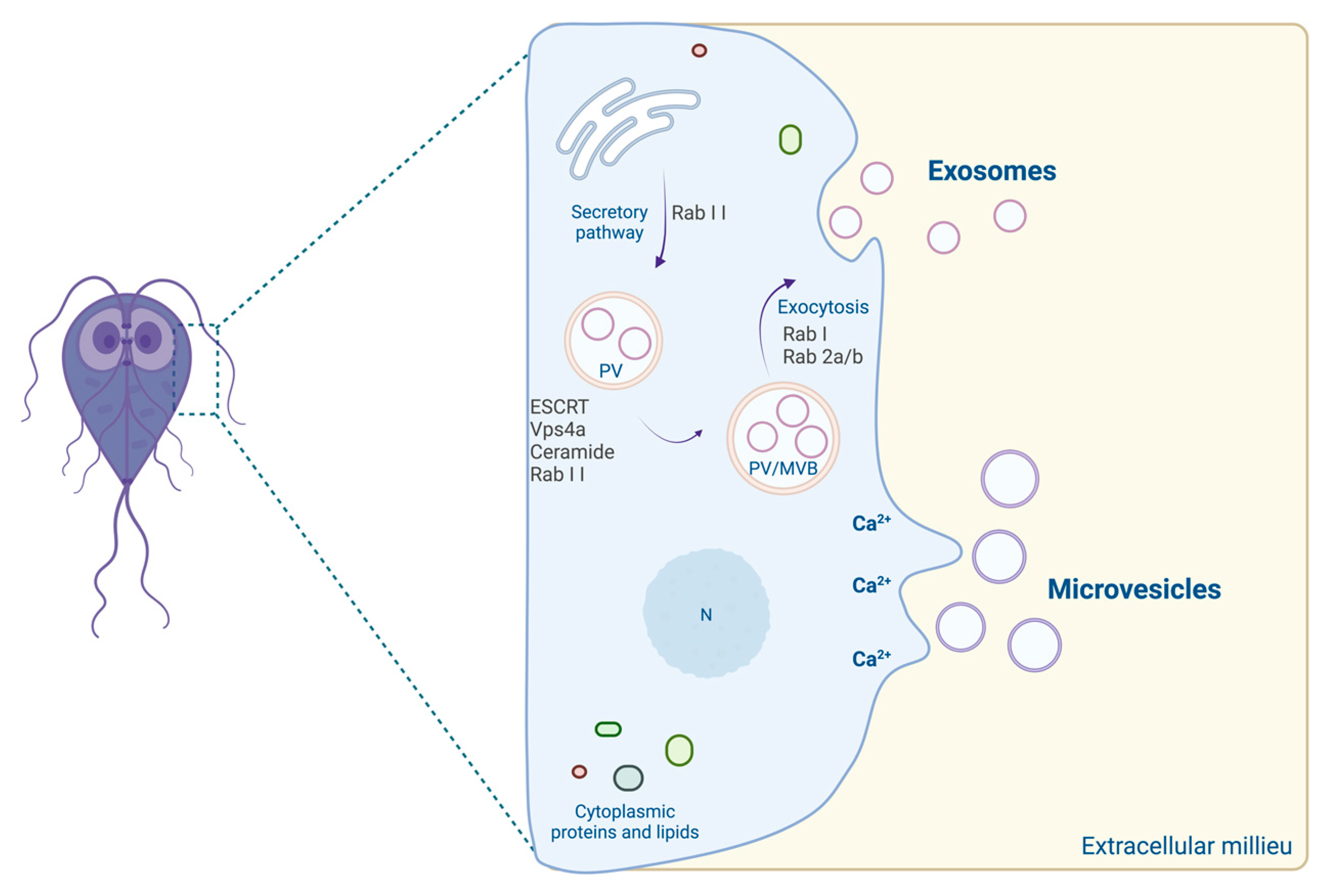 Various ways by which P. falciparum parasite evades the immune system via  secreted extracellular vesicles