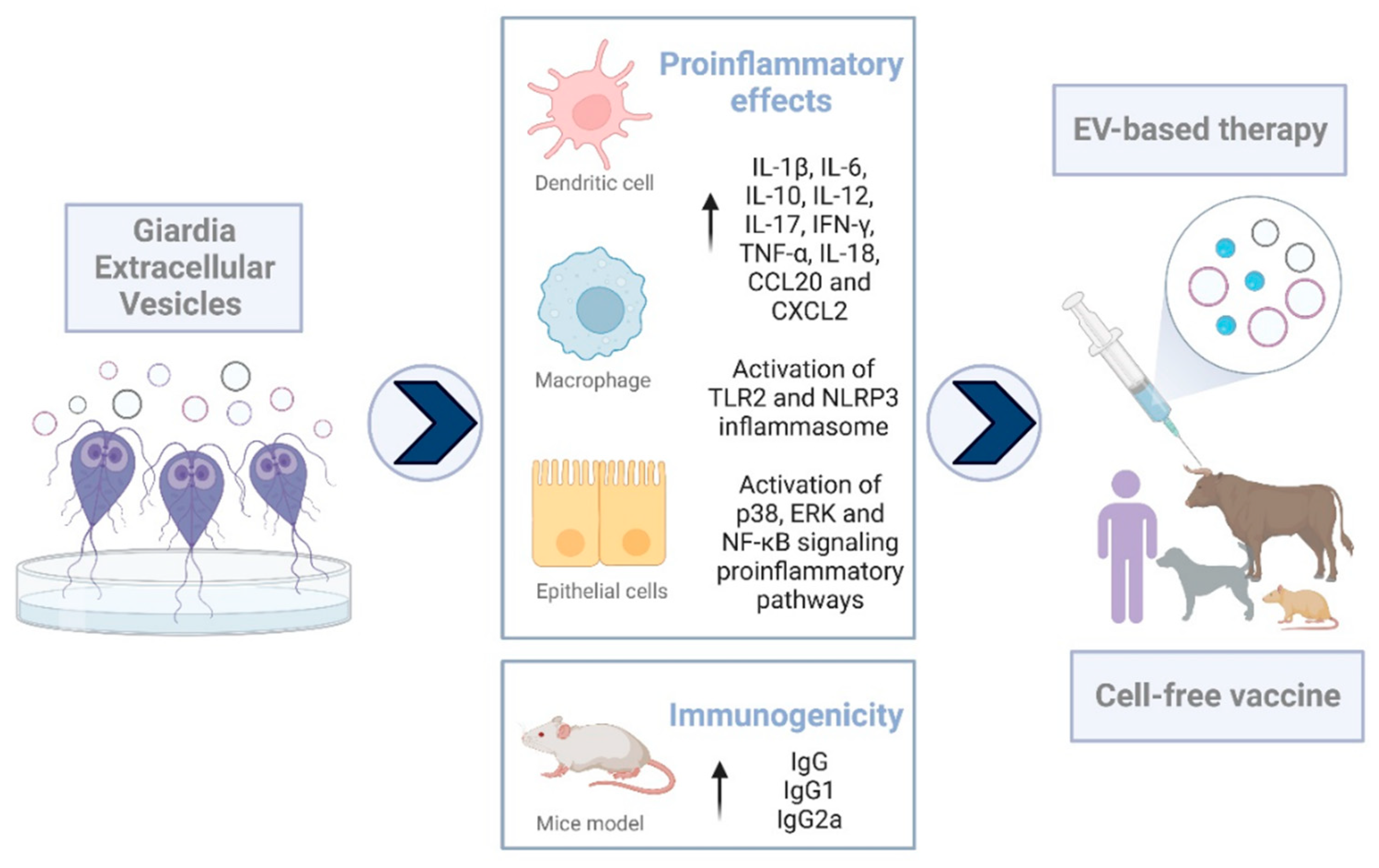 Various ways by which P. falciparum parasite evades the immune system via  secreted extracellular vesicles