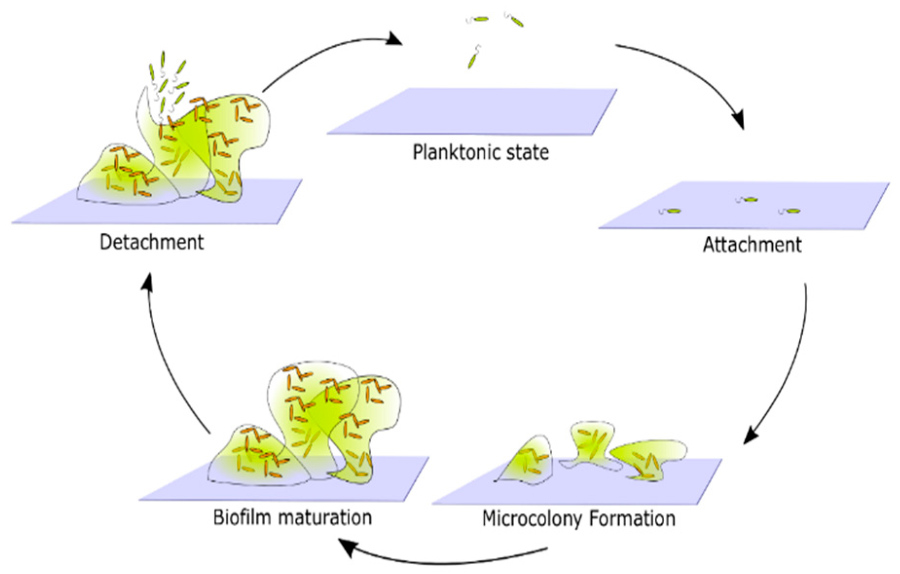 Microorganisms 10 02498 g002 Microorganisms 10 02498 g002