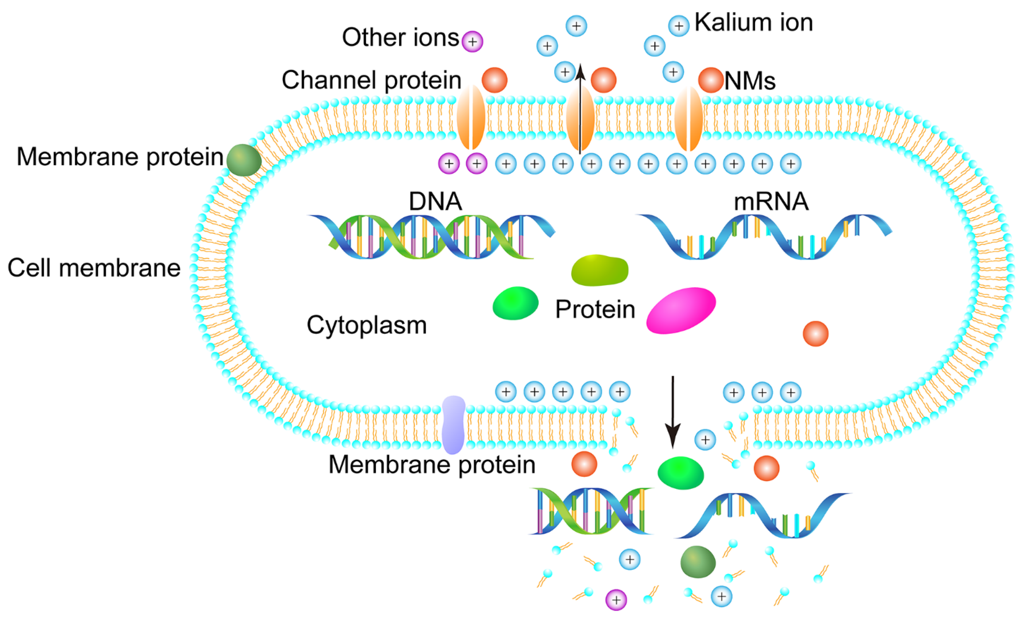 Microorganisms 11 00002 g006 Microorganisms 11 00002 g006