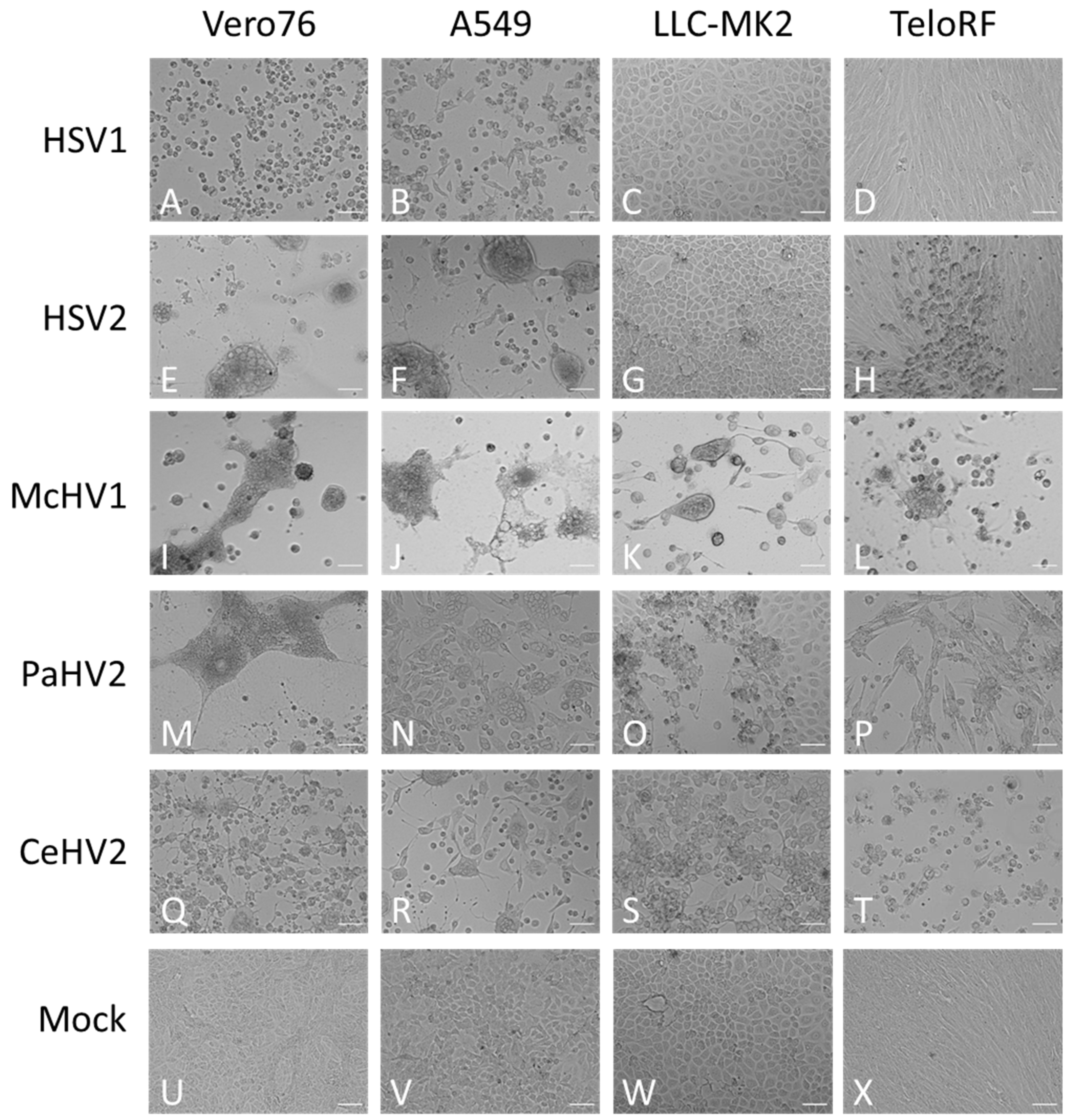 Microorganisms 11 00026 g002