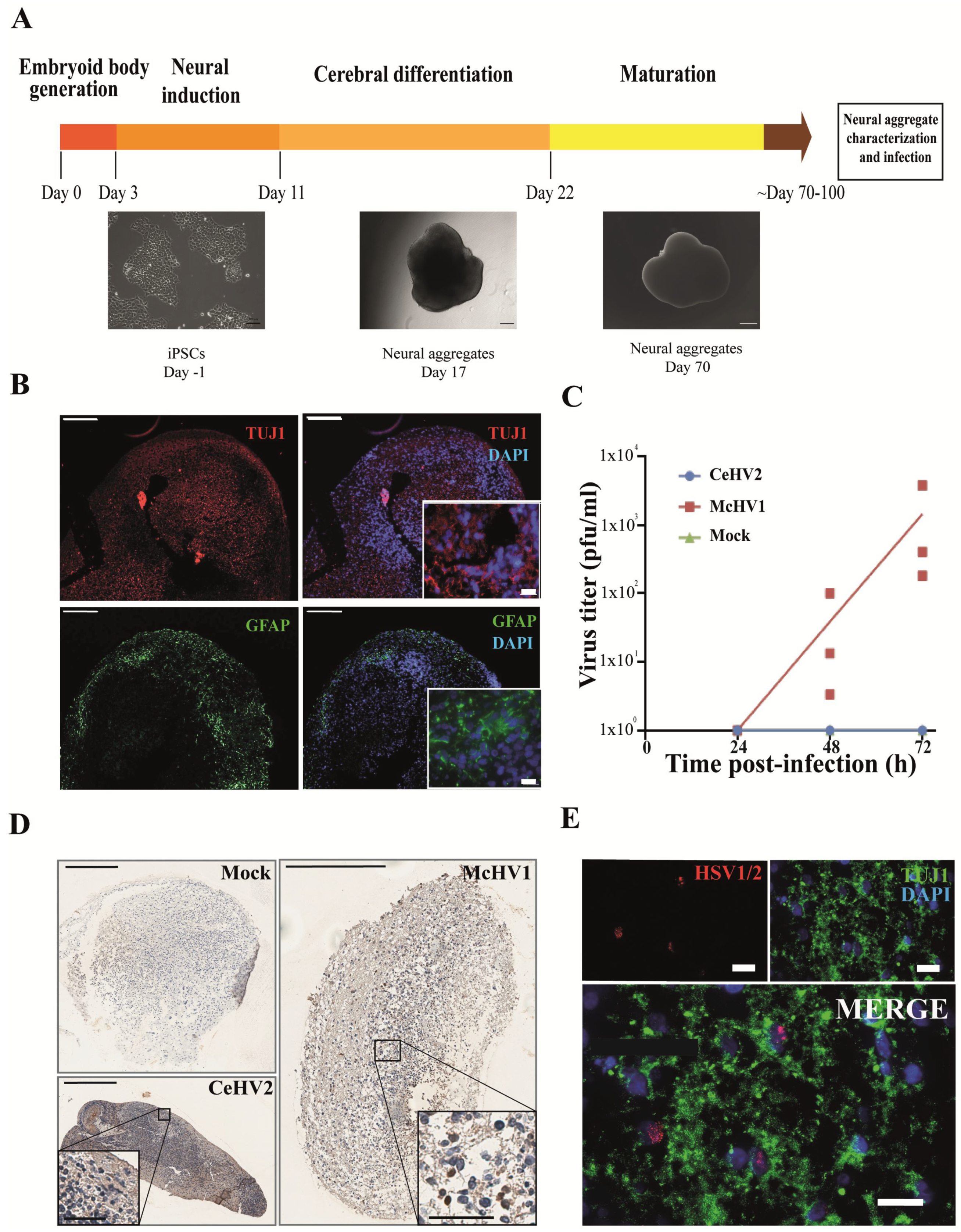 Microorganisms 11 00026 g004