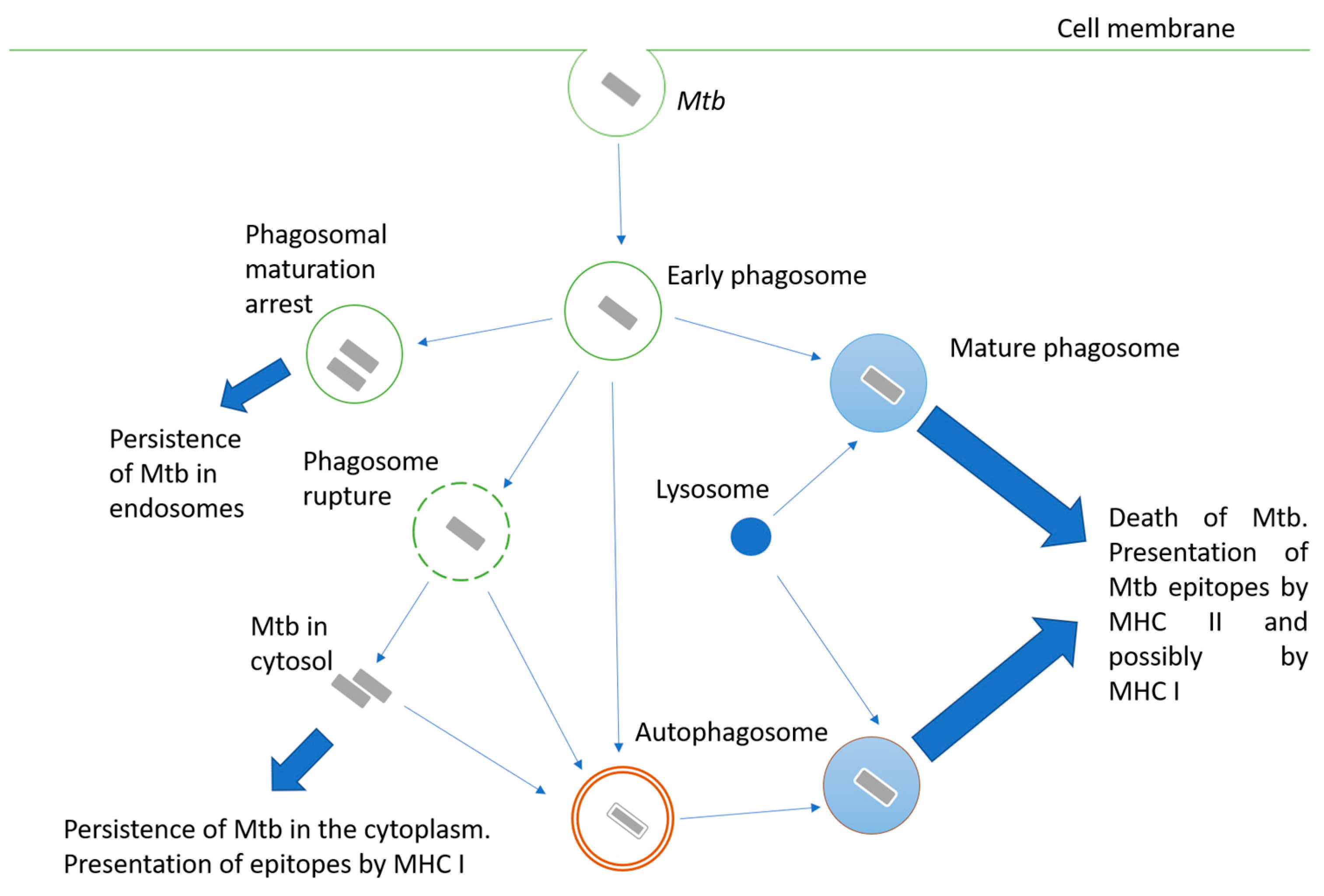 Microorganisms 11 00051 g001