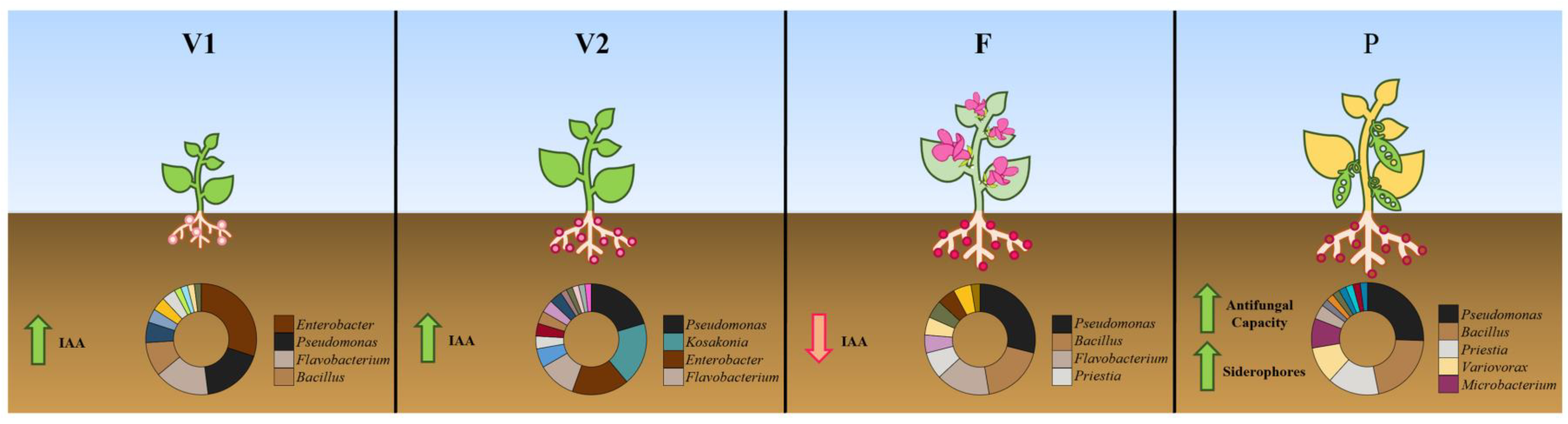 Microorganisms Free Full Text Bacteria Associated With The Roots Of Common Bean Phaseolus 9165