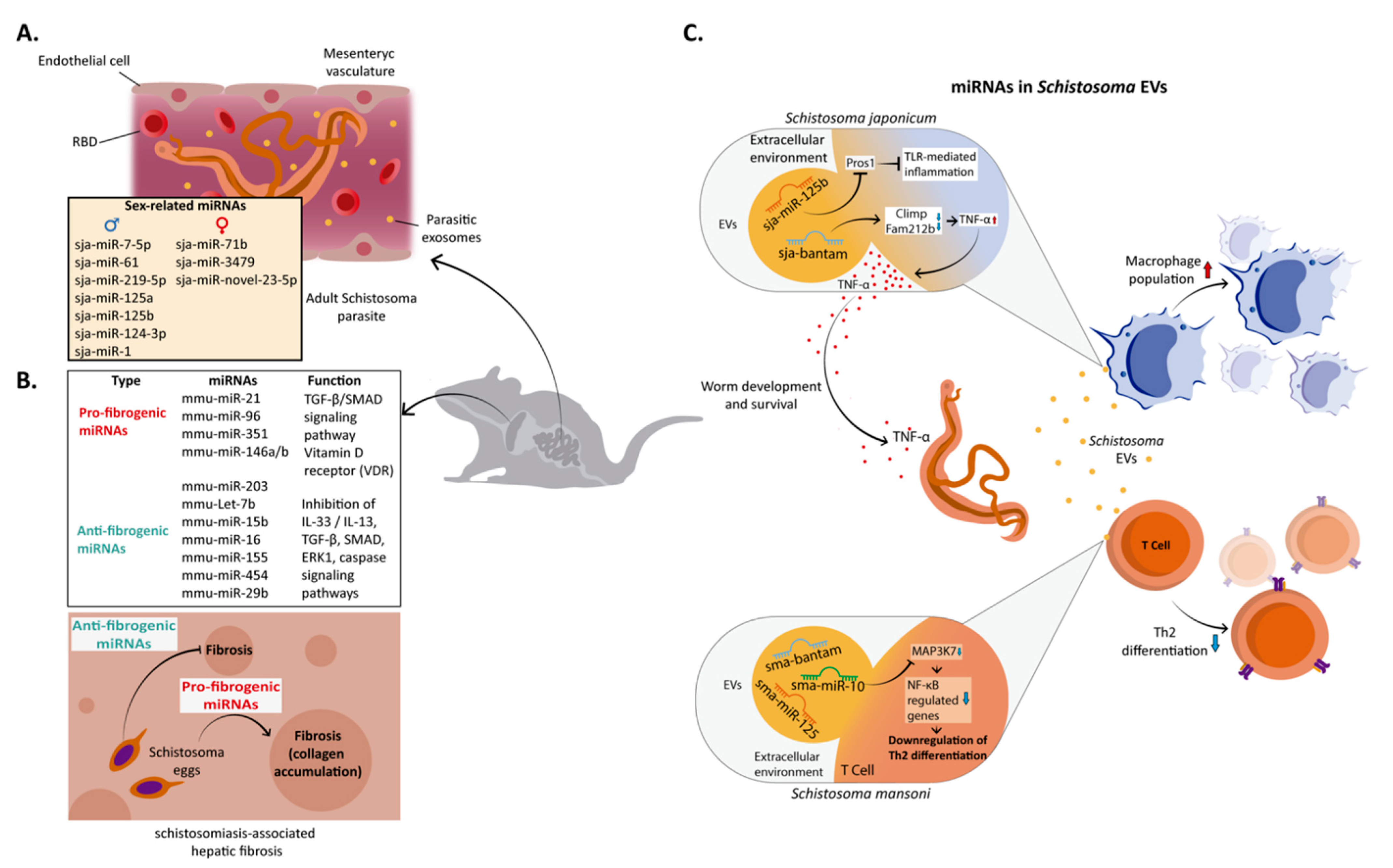 Microorganisms | Free Full-Text | microRNAs: Critical Players during  Helminth Infections