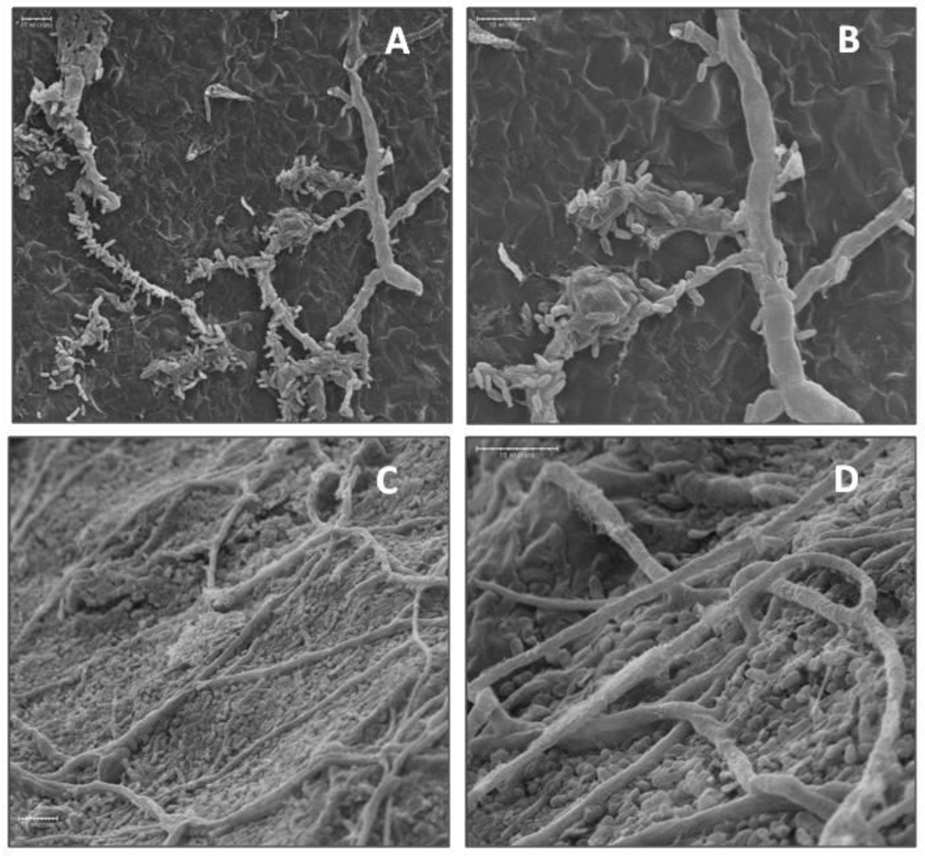 Microorganisms 11 00081 g004 Microorganisms 11 00081 g004