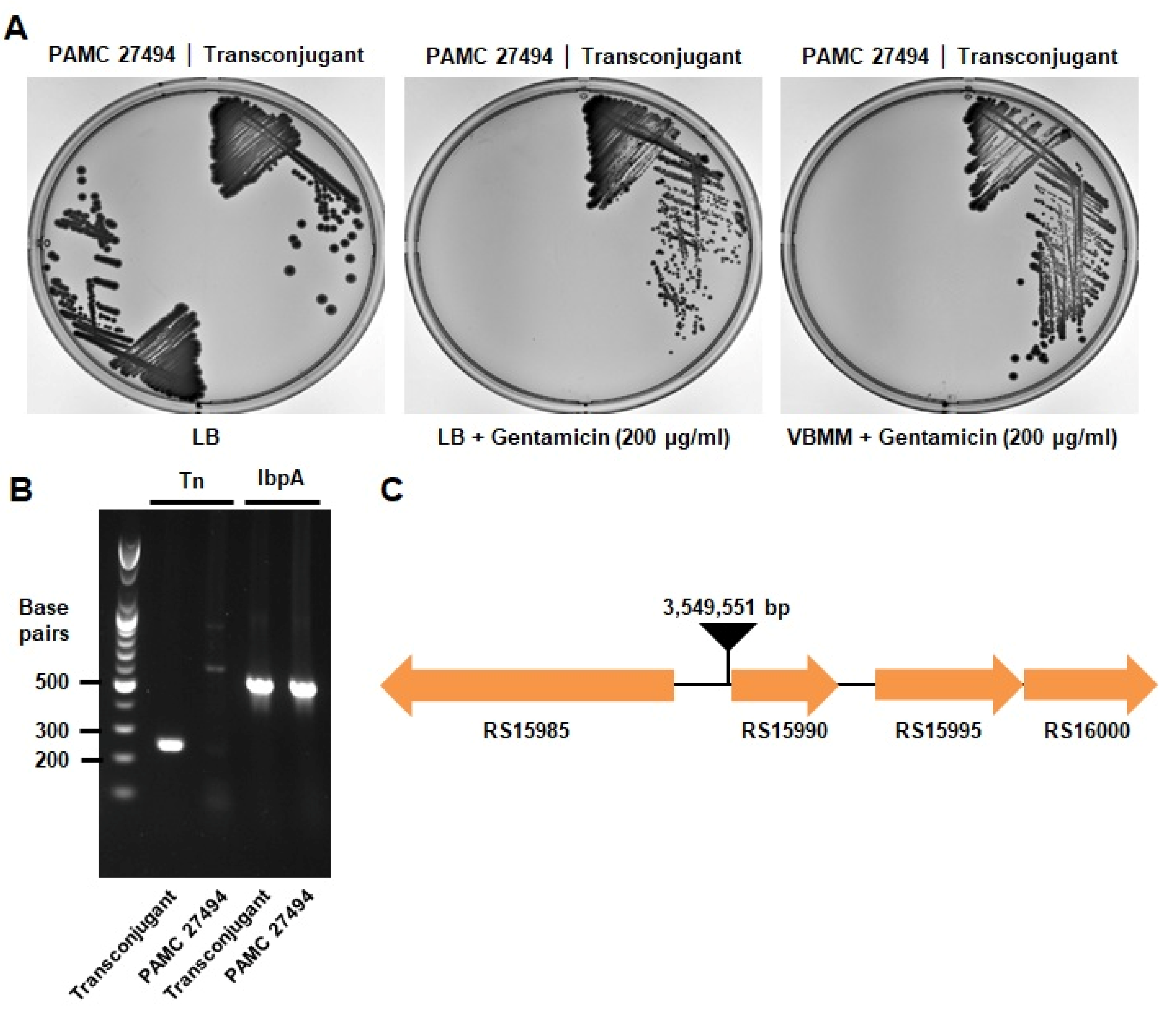 Microorganisms 11 00118 g002 Microorganisms 11 00118 g002