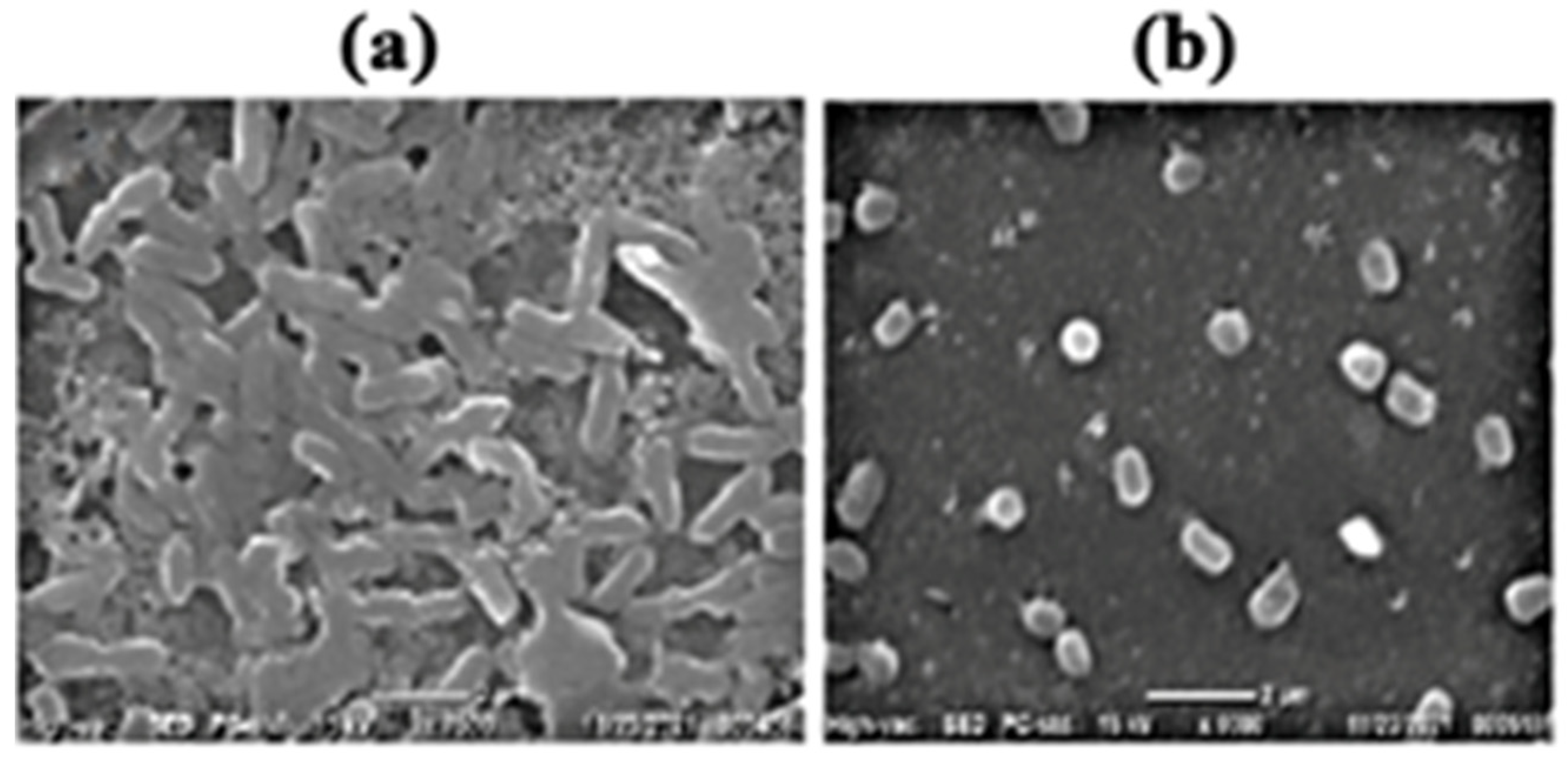 Microorganisms 11 00172 g002 Microorganisms 11 00172 g002