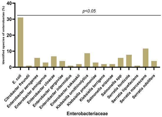 Enterobacteriaceae  