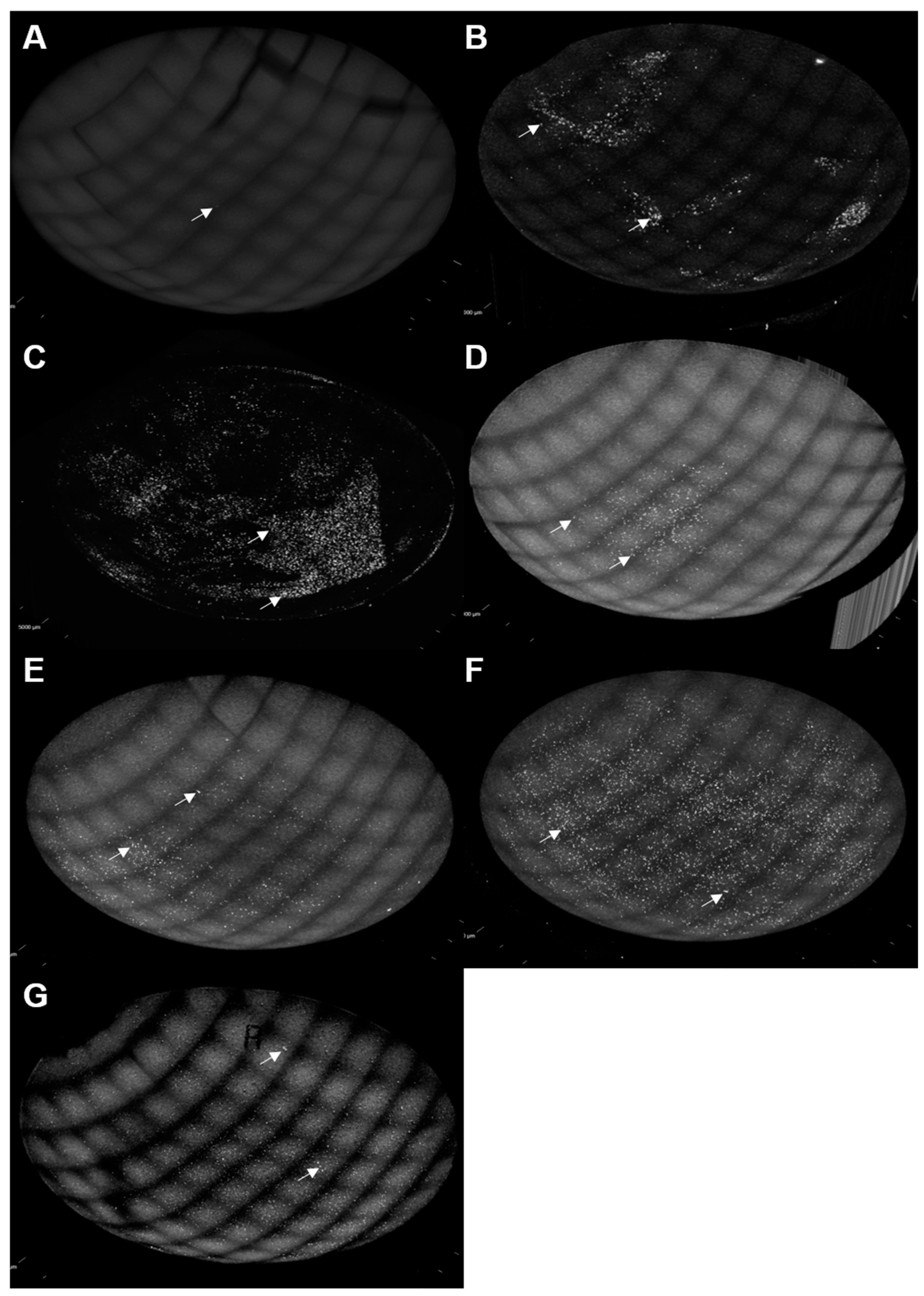 Microorganisms 11 00217 g005 Microorganisms 11 00217 g005