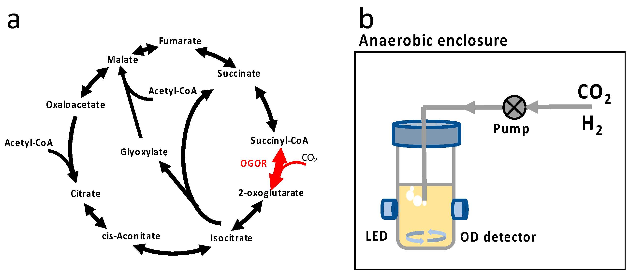 Microorganisms 11 00253 g001