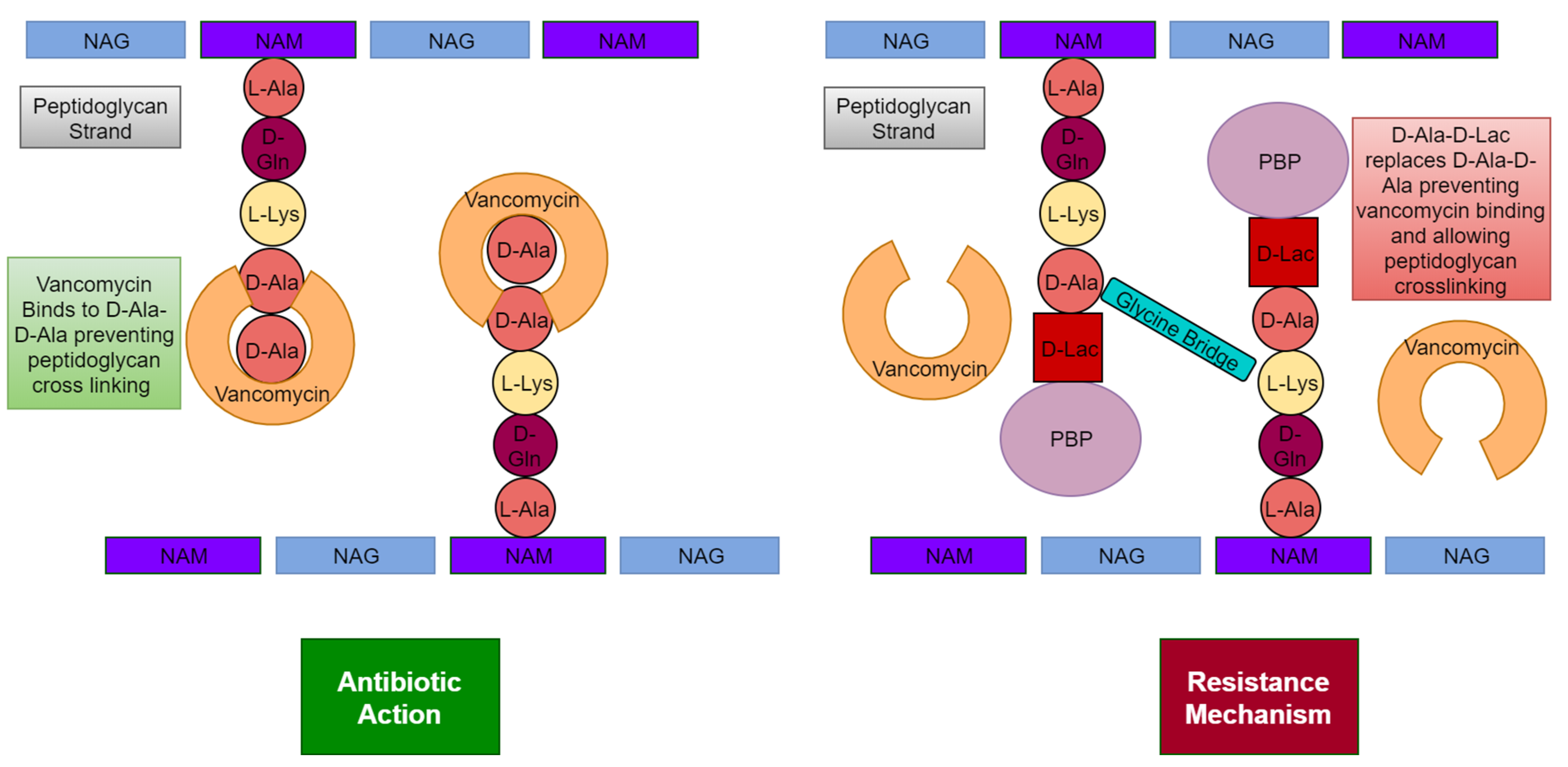 Microorganisms 11 00259 g004