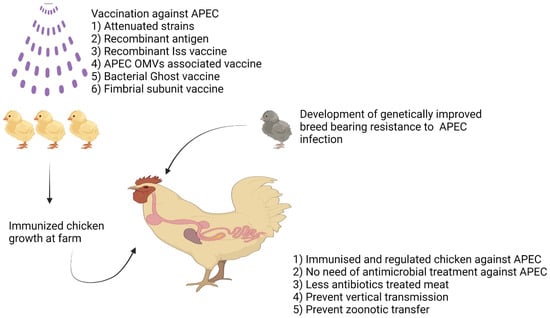 Effective farming; a text-book for American schools. Agriculture. 426  Effective Farming 212. Types of poultry. — Chickens are classified in two  ways, according to the origin of the breed and according