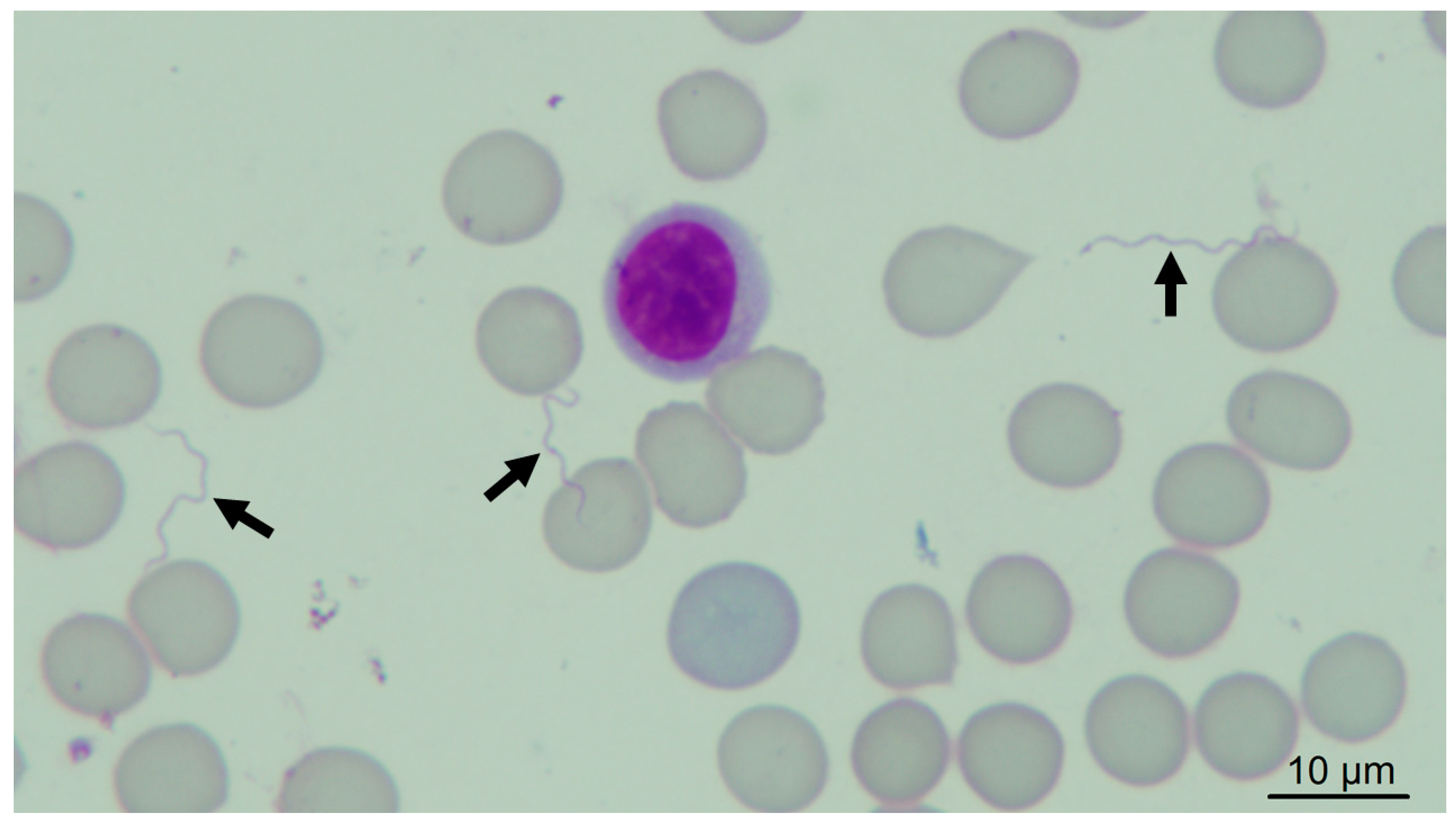 Microorganisms 11 00370 g002 Microorganisms 11 00370 g002