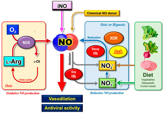 Pleiotropic Functions of Nitric Oxide Produced by Ascorbate for the  Prevention and Mitigation of COVID-19: A Revaluation of Pauling’s  Vitamin C Therapy