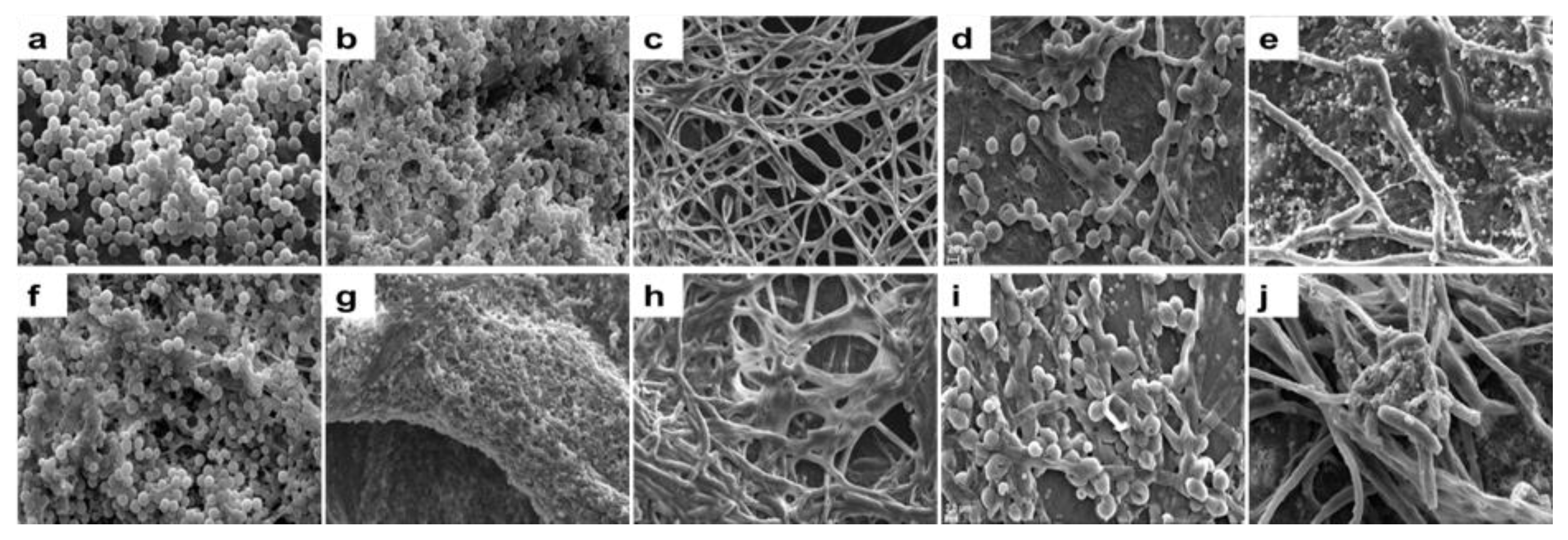 Microorganisms 11 00413 g005 Microorganisms 11 00413 g005