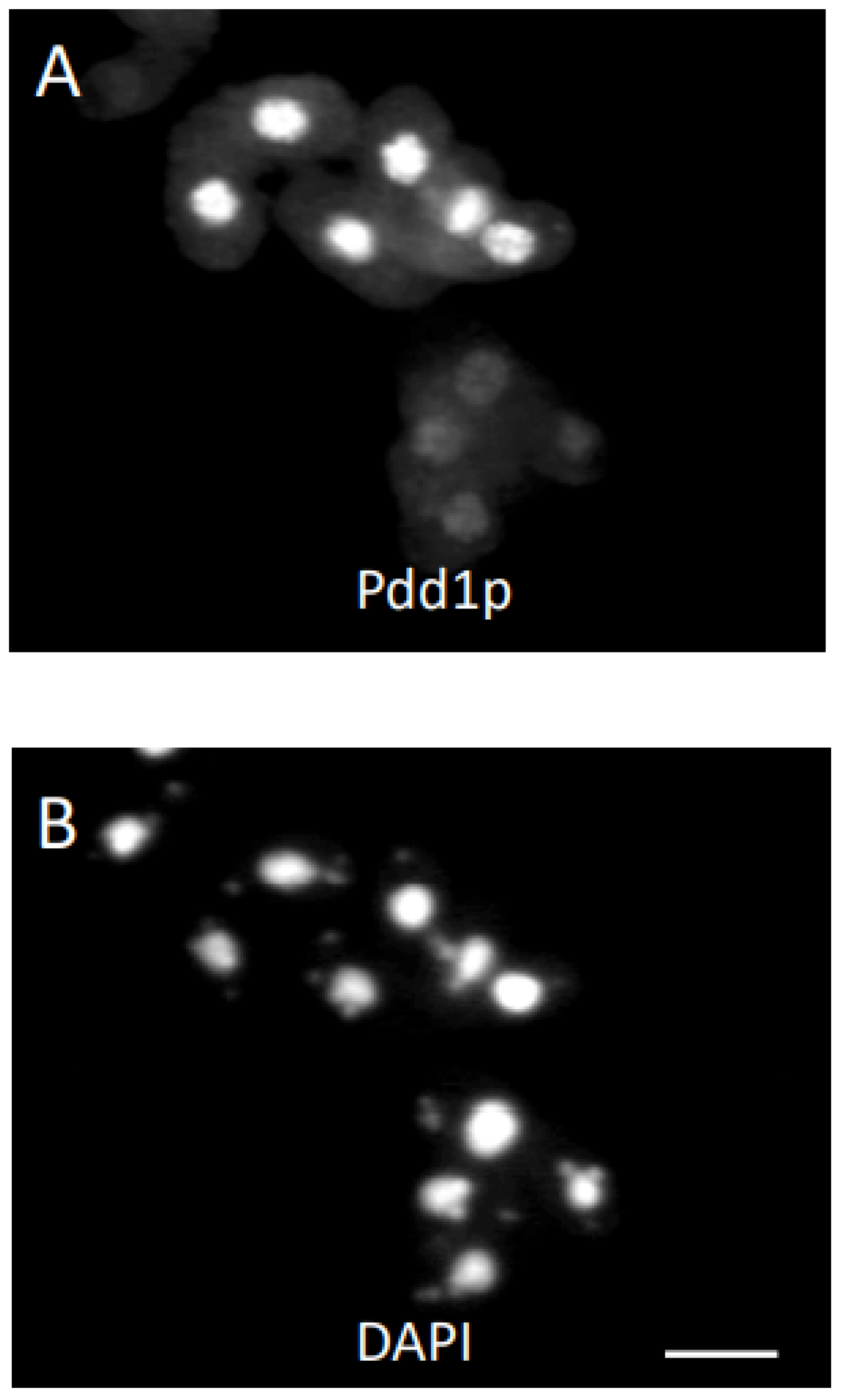 Microorganisms 11 00418 g002 Microorganisms 11 00418 g002
