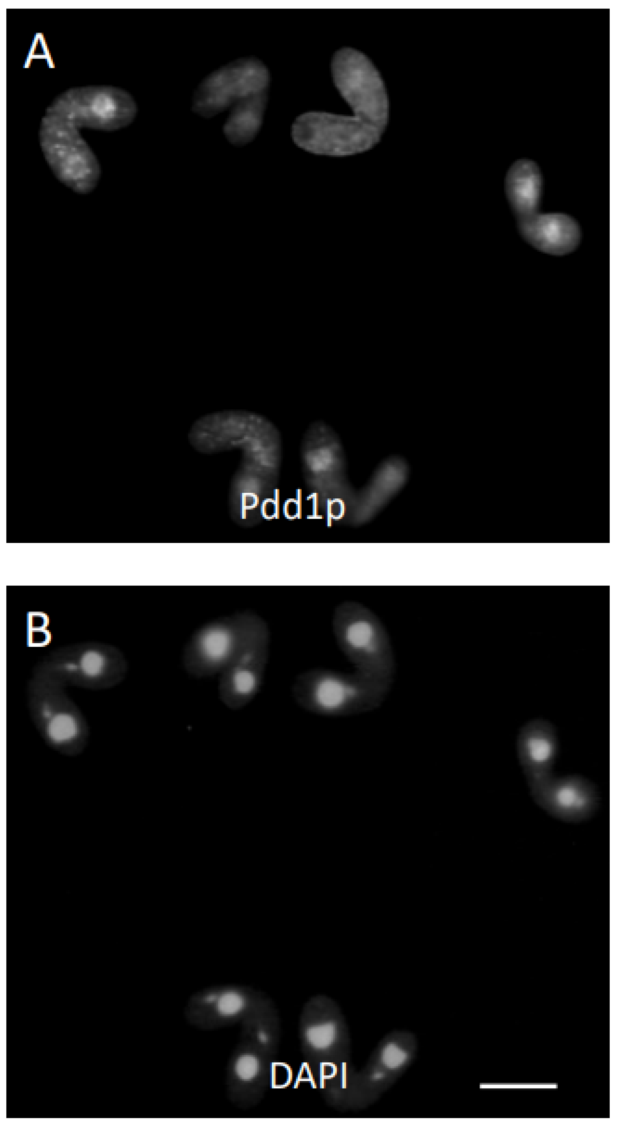 Microorganisms 11 00418 g003a Microorganisms 11 00418 g003a