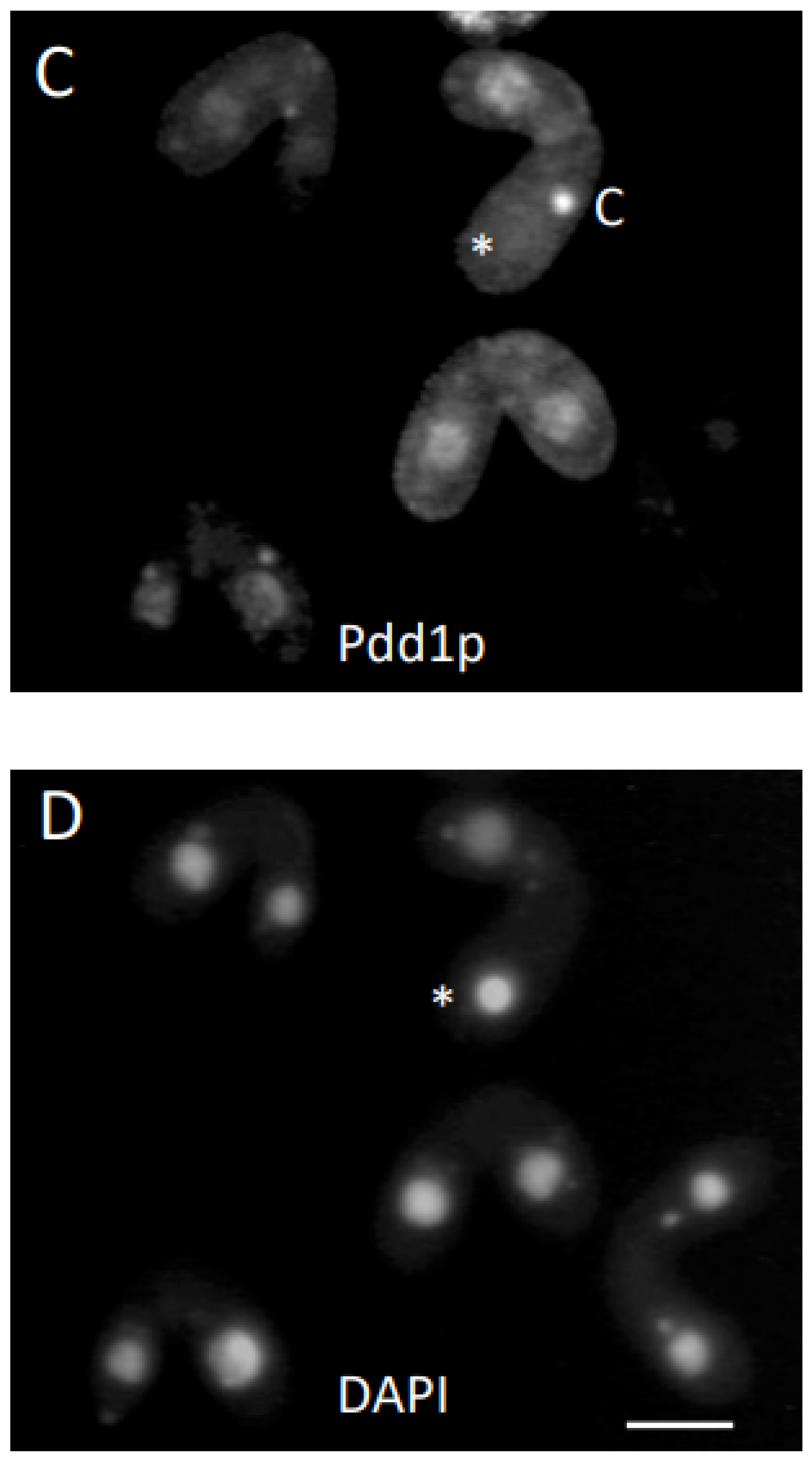 Microorganisms 11 00418 g003b Microorganisms 11 00418 g003b