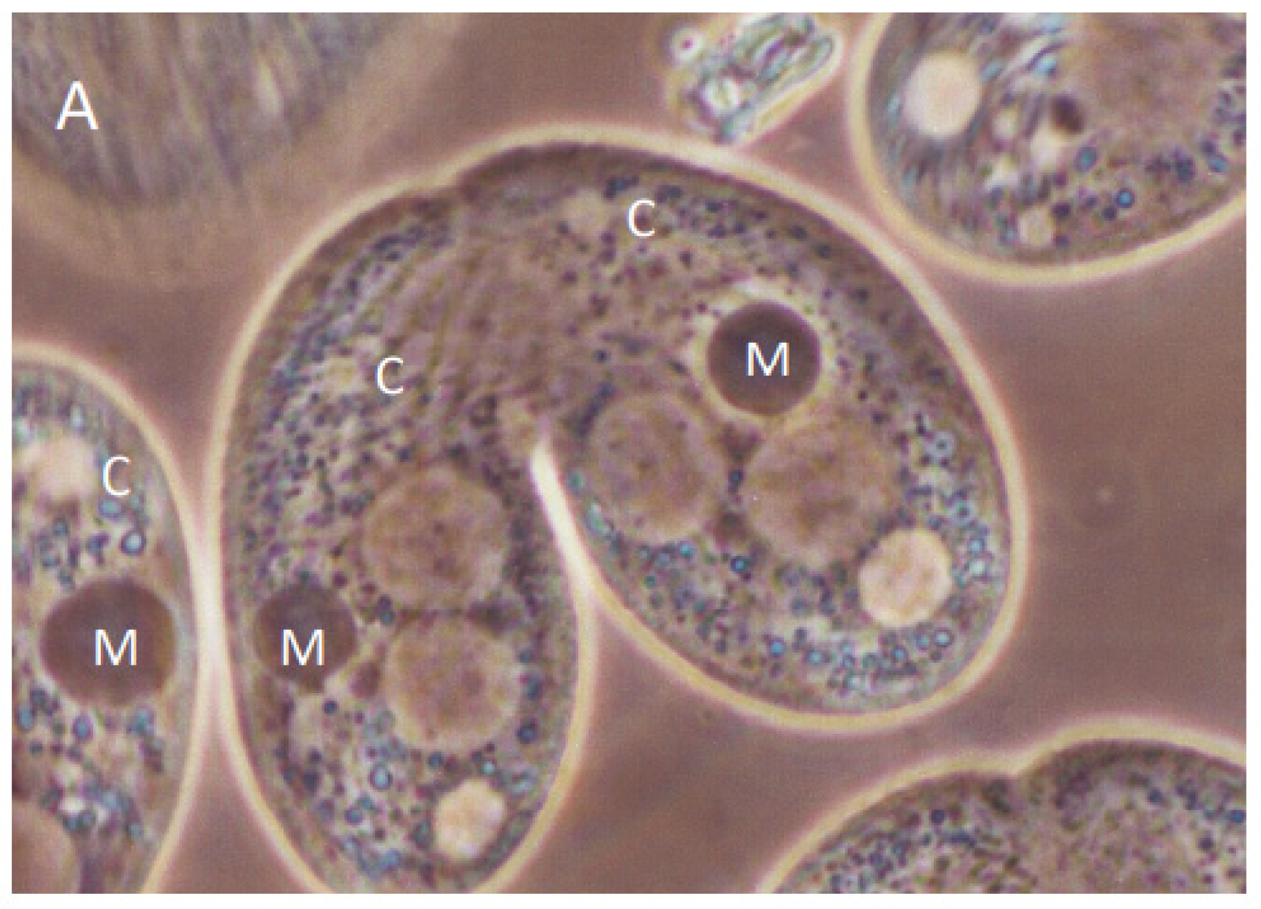 Microorganisms 11 00418 g005a Microorganisms 11 00418 g005a