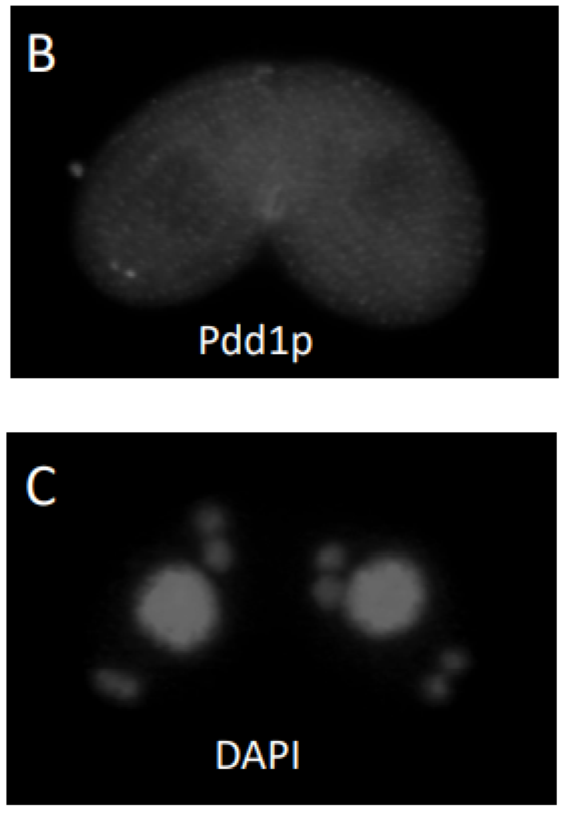 Microorganisms 11 00418 g005b Microorganisms 11 00418 g005b