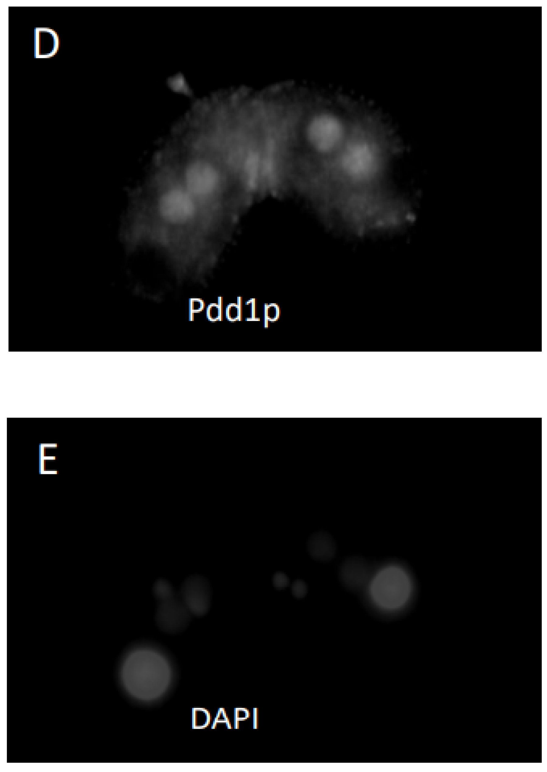 Microorganisms 11 00418 g005c Microorganisms 11 00418 g005c
