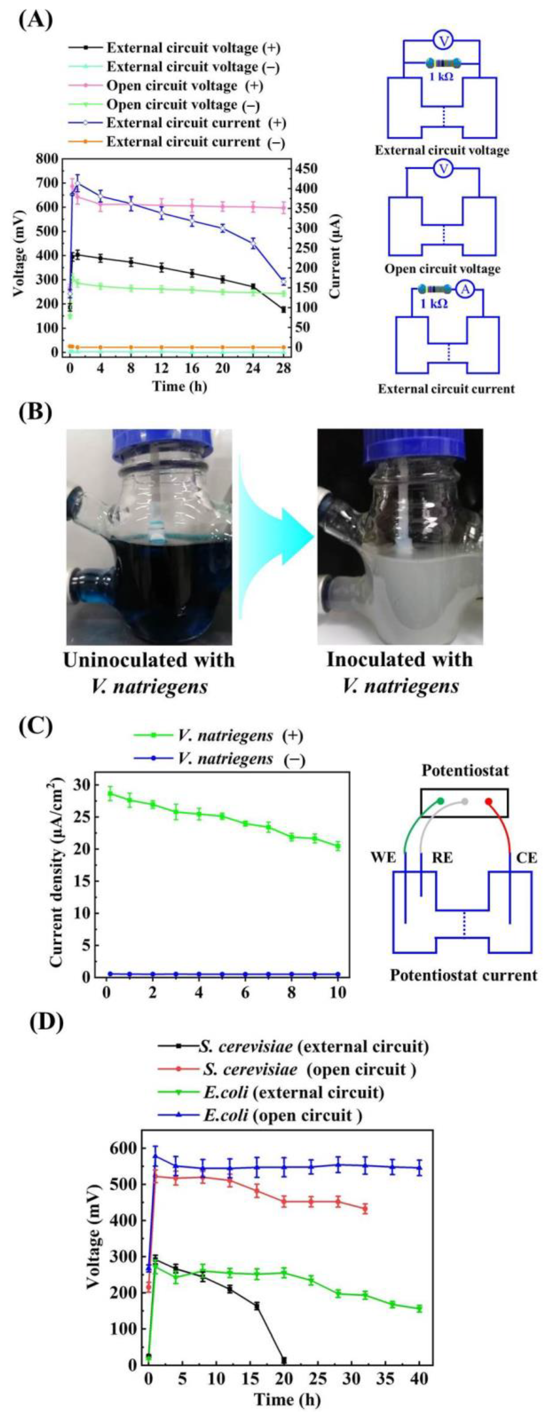 Microorganisms 11 00490 g004