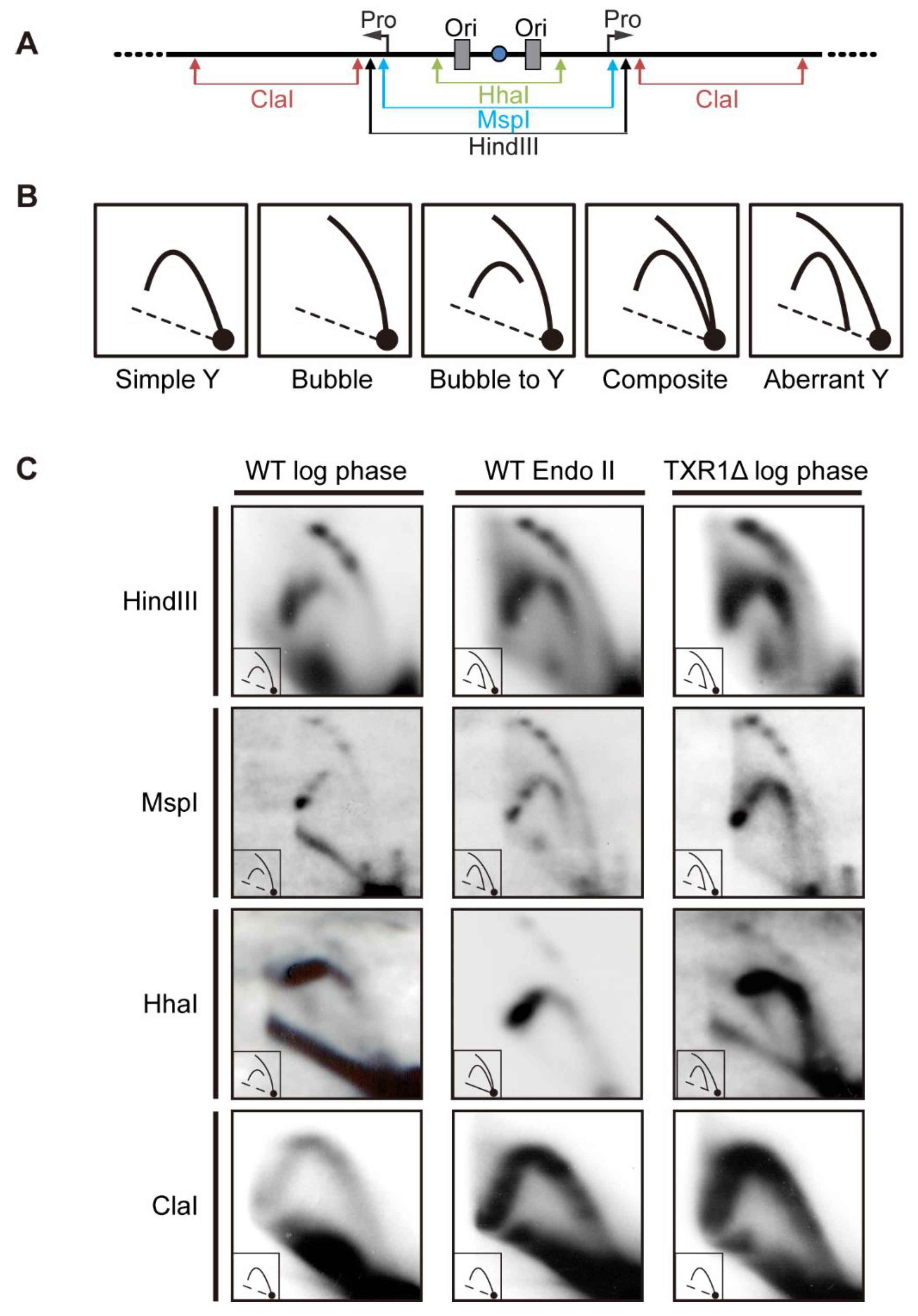 Microorganisms 11 00491 g004 Microorganisms 11 00491 g004