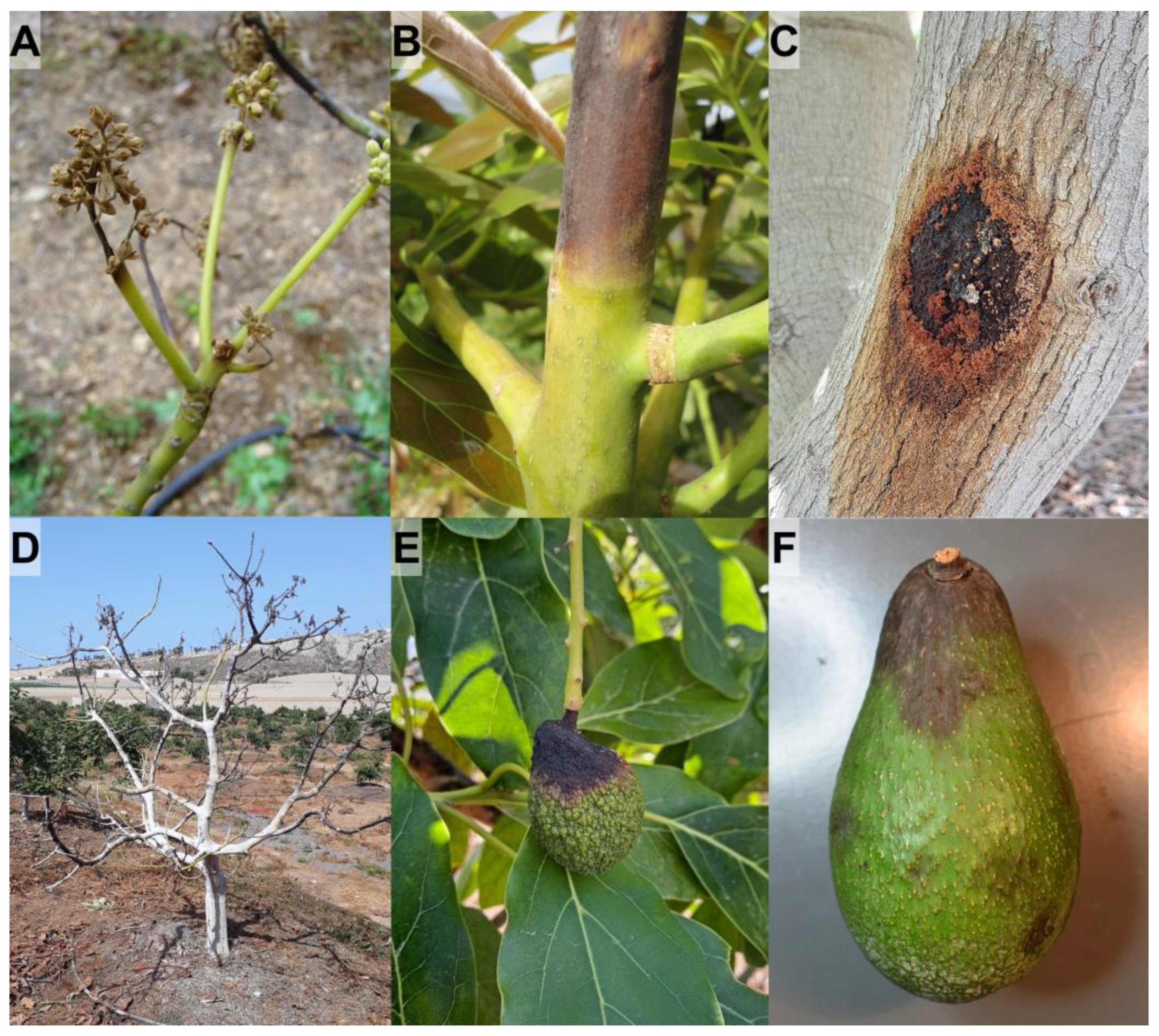 Microorganisms | Free Full-Text | Fungal Pathogens Associated with Aerial  Symptoms of Avocado (Persea americana Mill.) in Tenerife (Canary Islands,  Spain) Focused on Species of the Family Botryosphaeriaceae