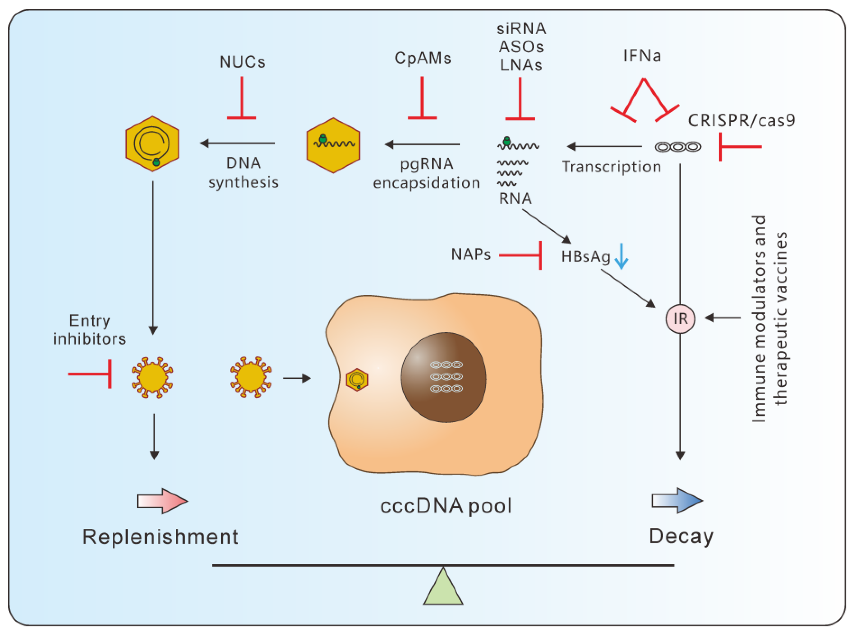 Microorganisms Free Full Text Dynamics of Hepatitis B Virus