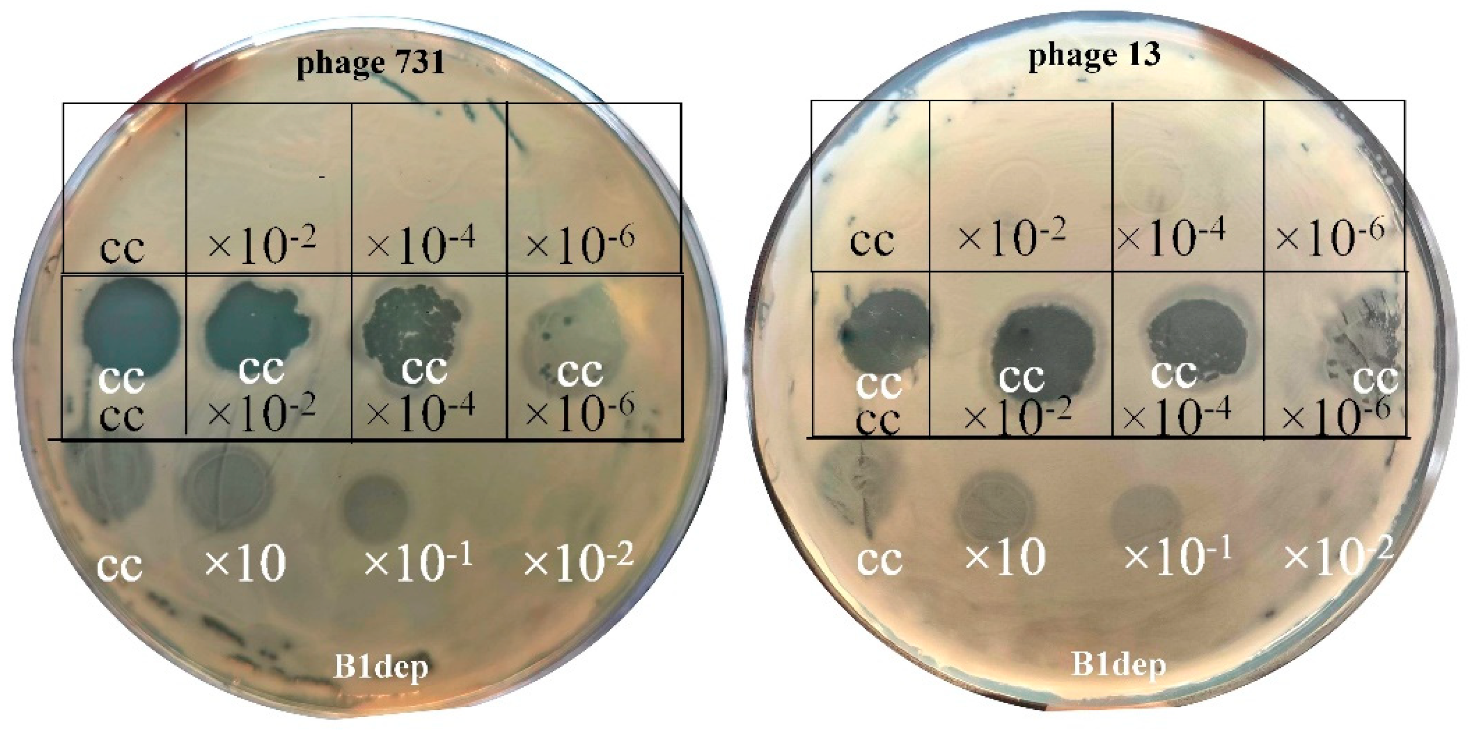 Microorganisms 11 00669 g002