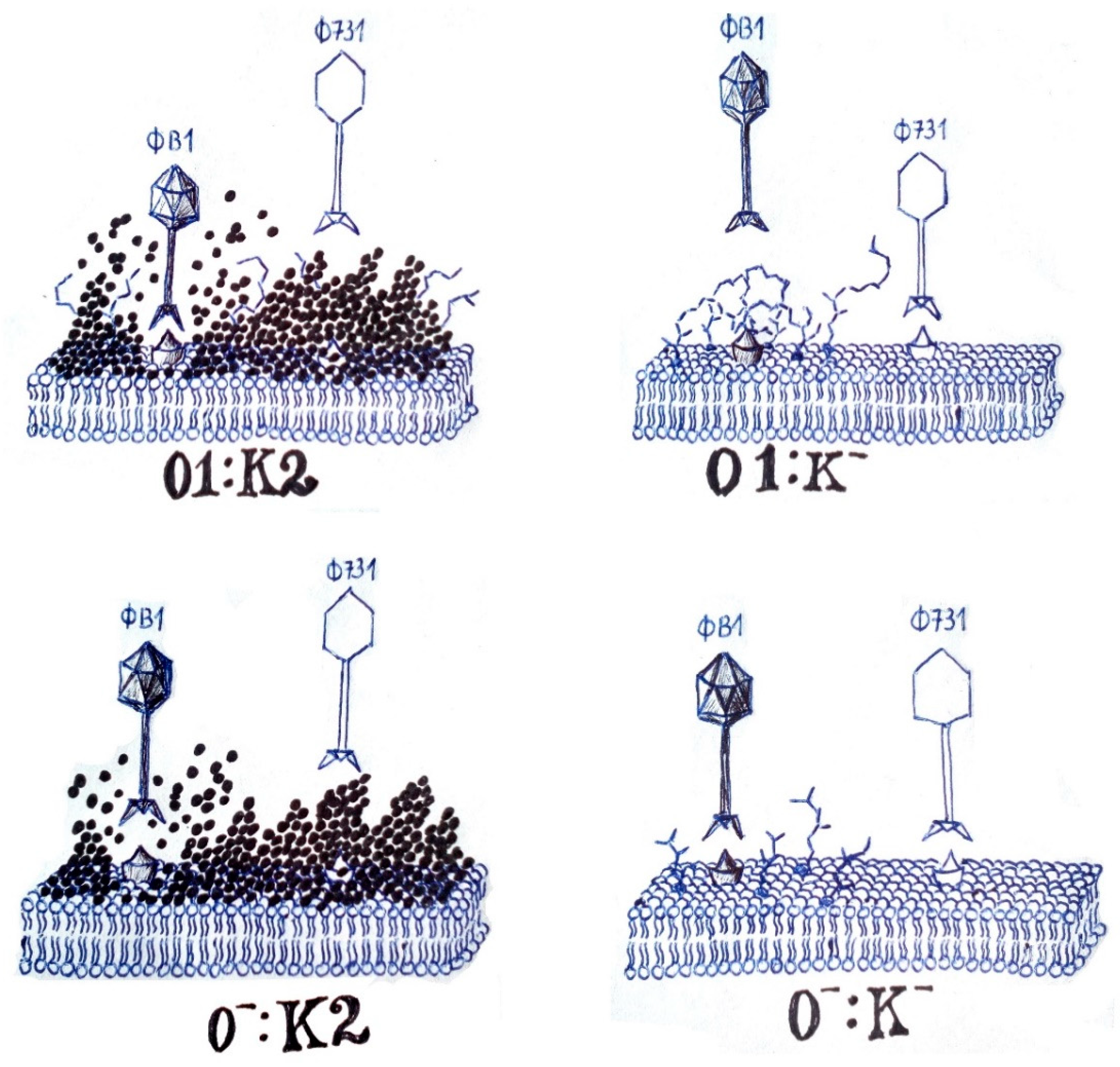 Microorganisms 11 00669 g007