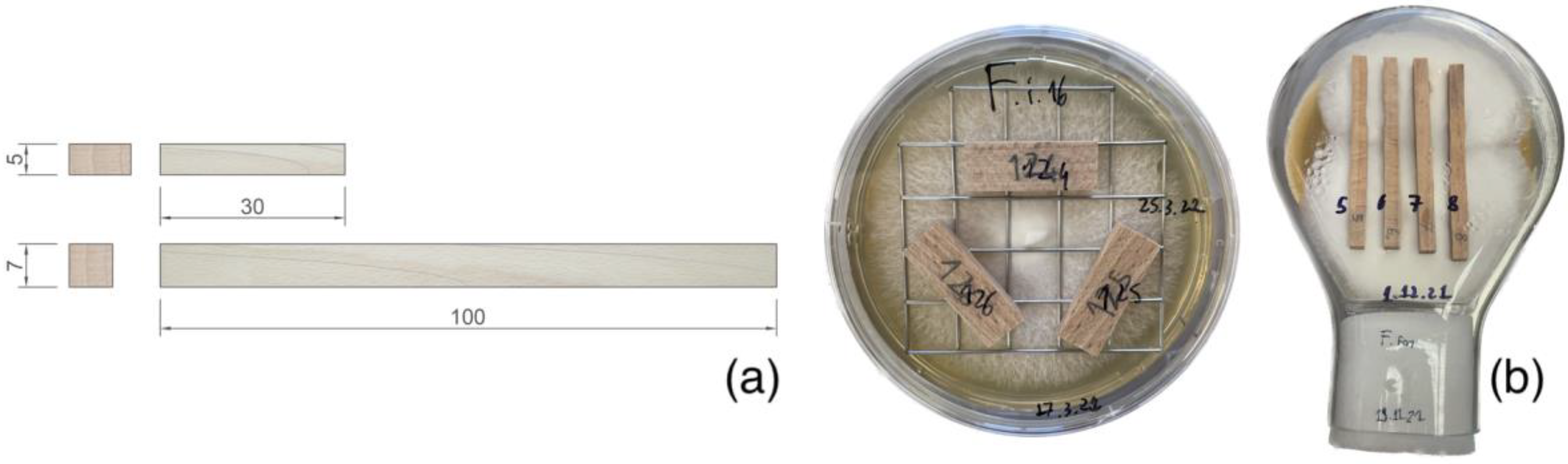 Microorganisms 11 00679 g001