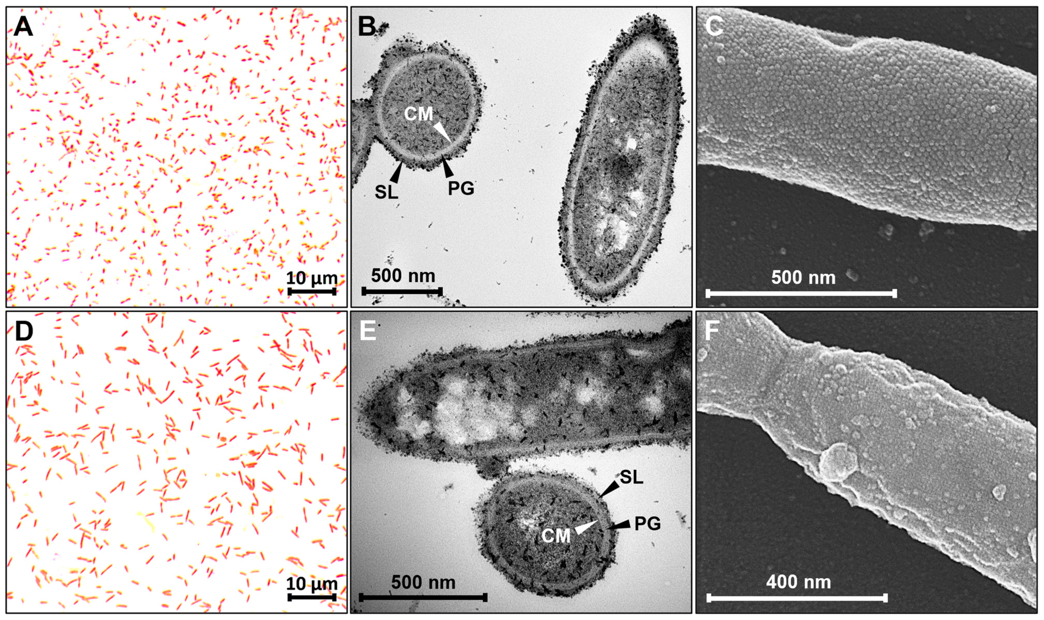 Microorganisms 11 00685 g001