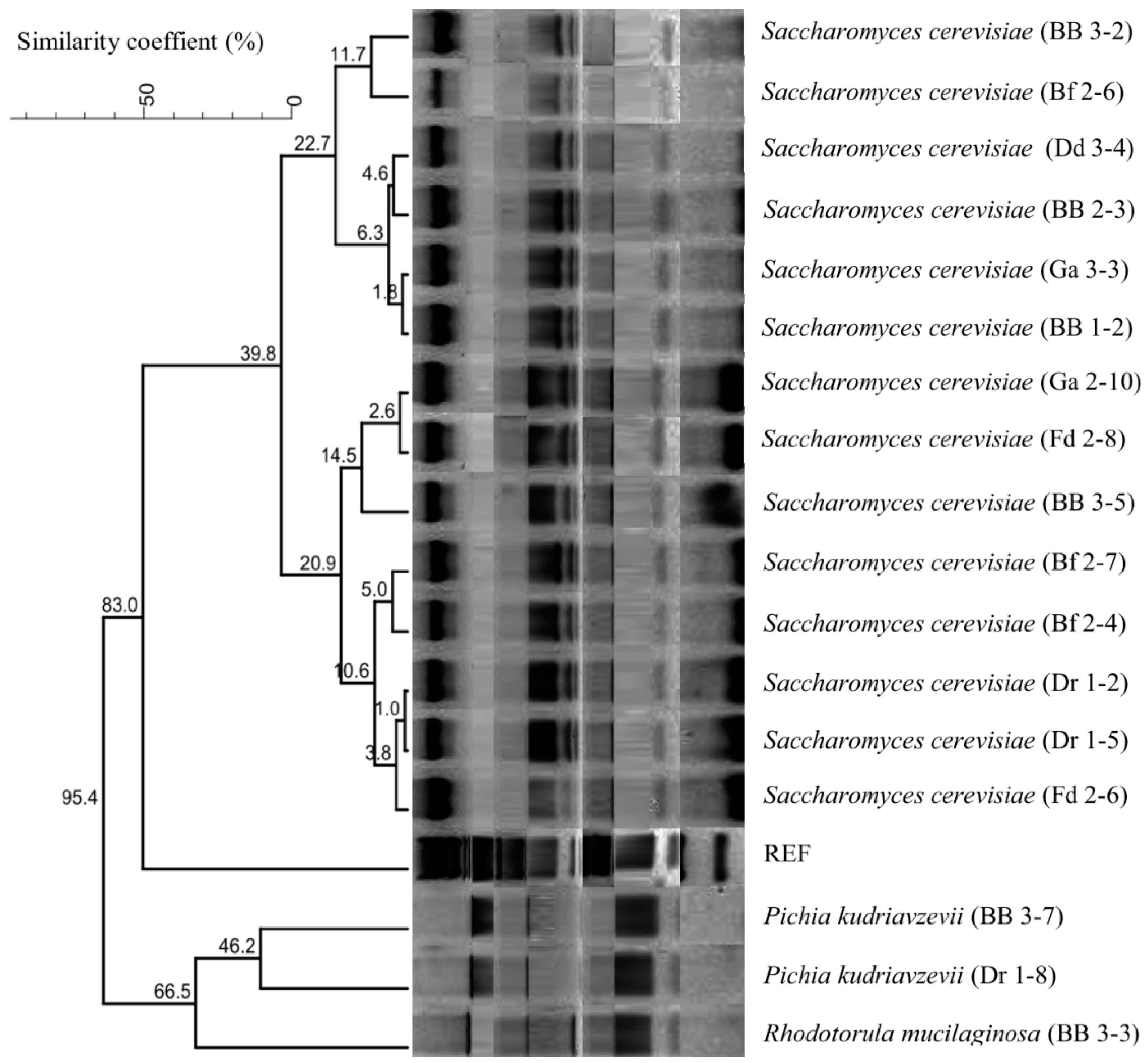 Microorganisms 11 00802 g001 Microorganisms 11 00802 g001