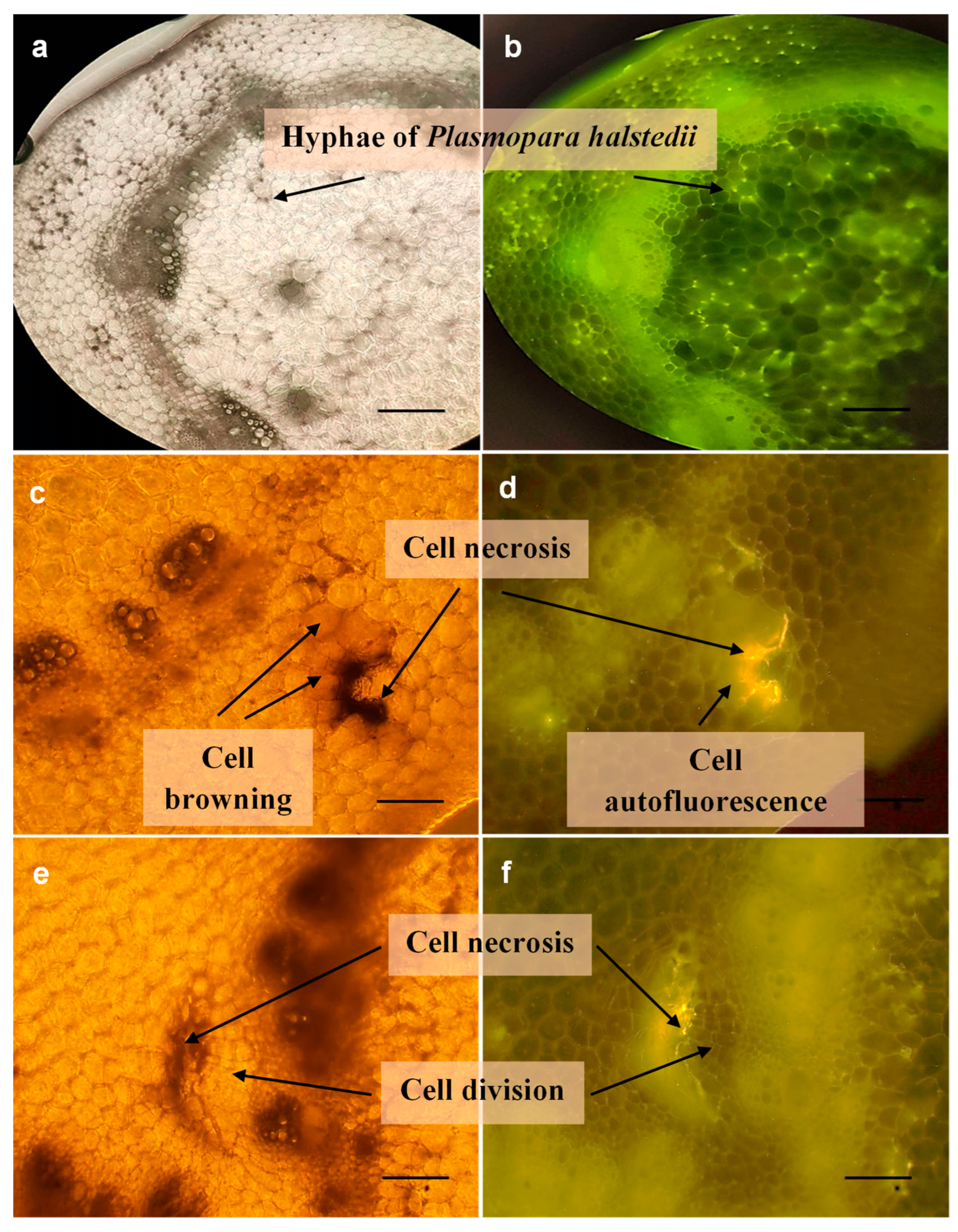 Microorganisms 11 00821 g002 Microorganisms 11 00821 g002