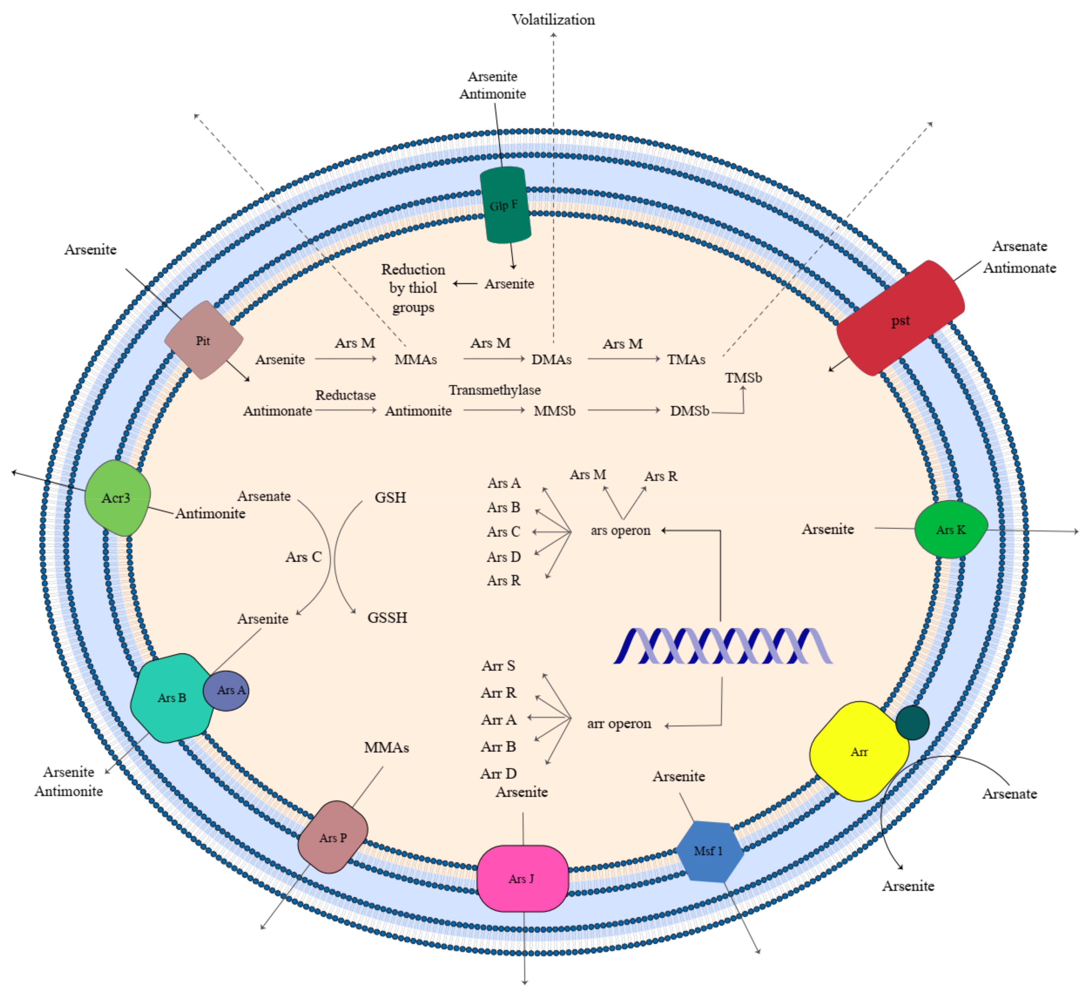 Microorganisms 11 00891 g002