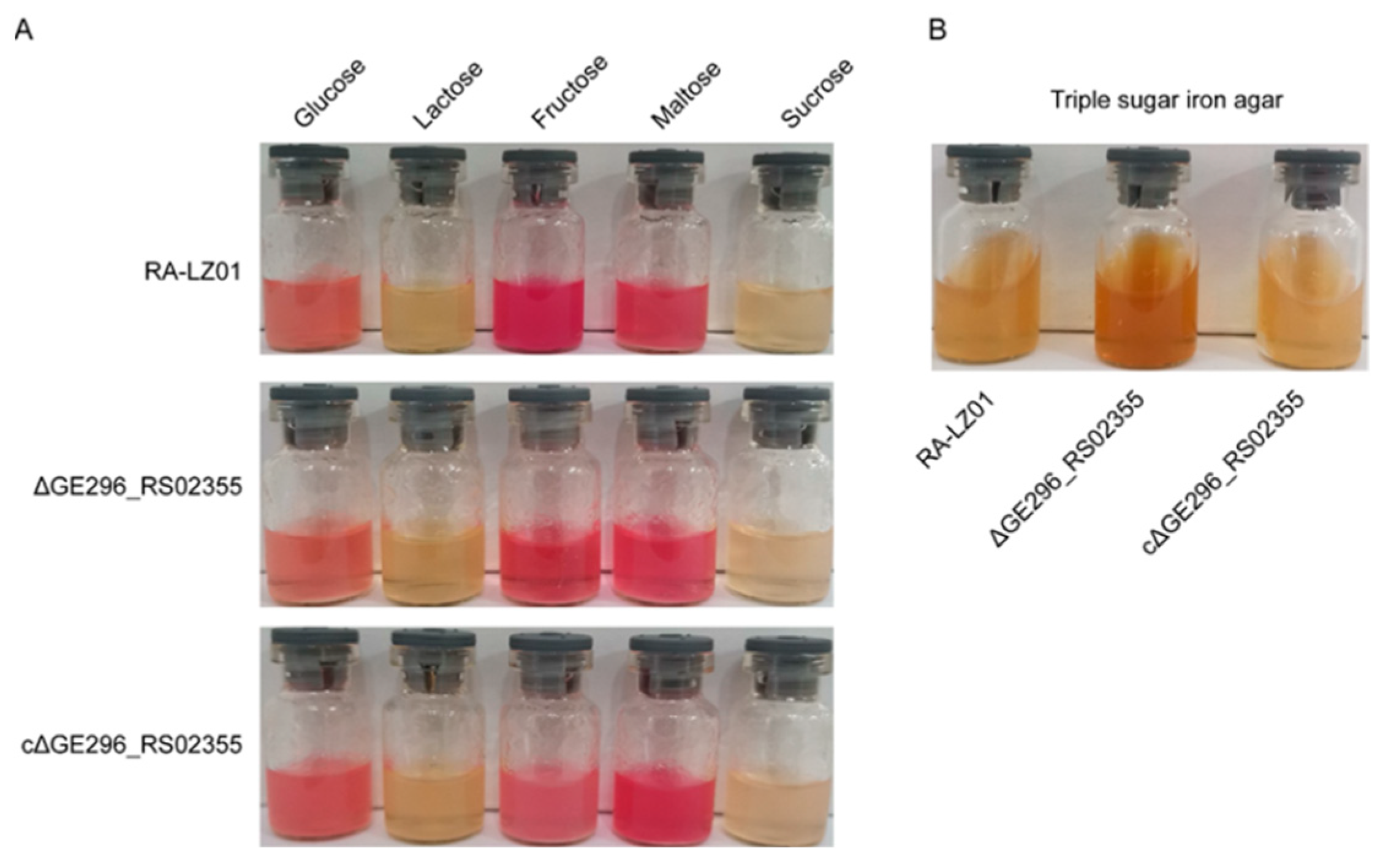 Microorganisms 11 00907 g007 Microorganisms 11 00907 g007